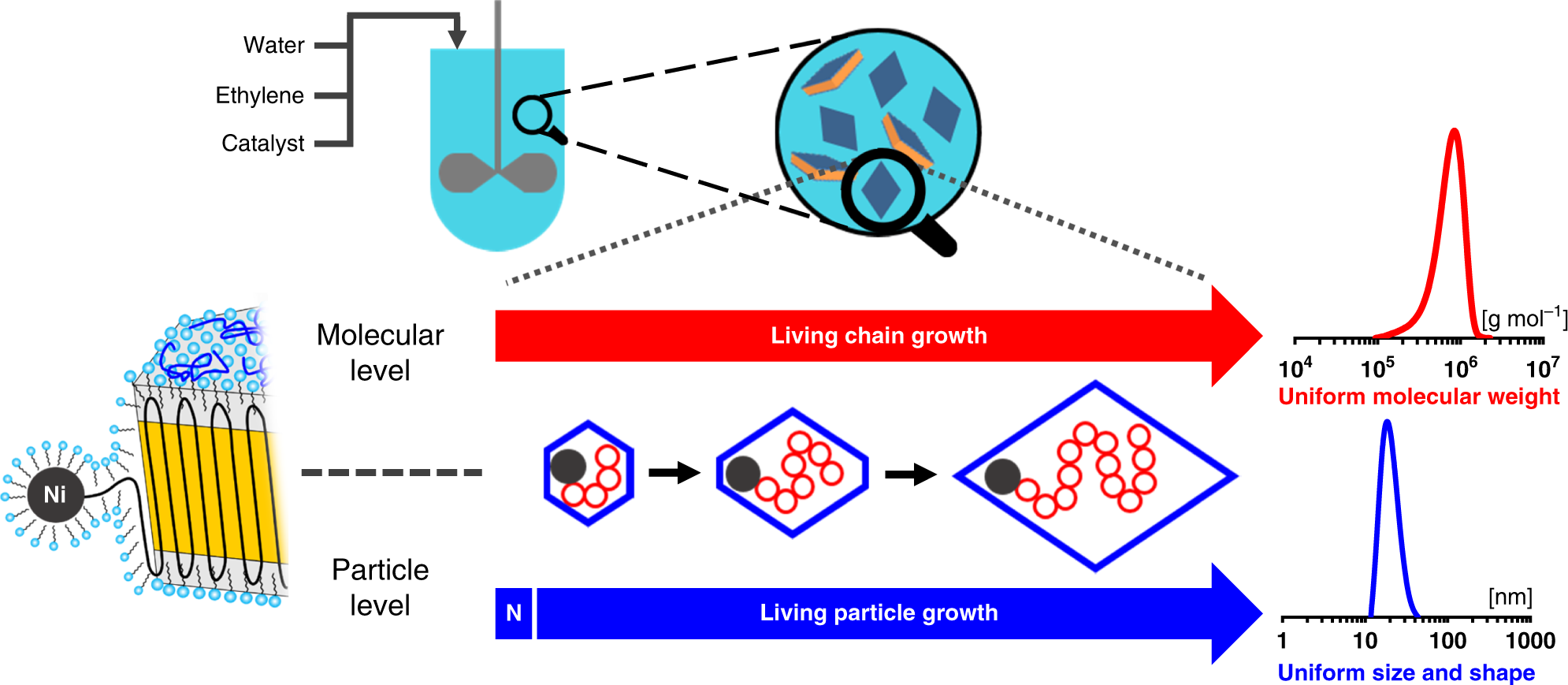 New Neutral Nickel and Palladium Sandwich Catalysts: Synthesis of  Ultra-High Molecular Weight Polyethylene (UHMWPE) via Highly Controlled  Polymerization and Mechanistic Studies of Chain Propagation