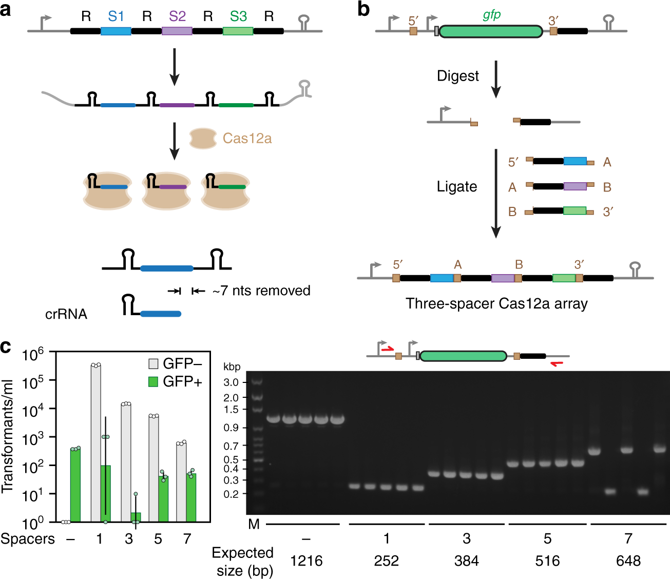 Modular one-pot assembly of CRISPR arrays enables library generation and  reveals factors influencing crRNA biogenesis | Nature Communications