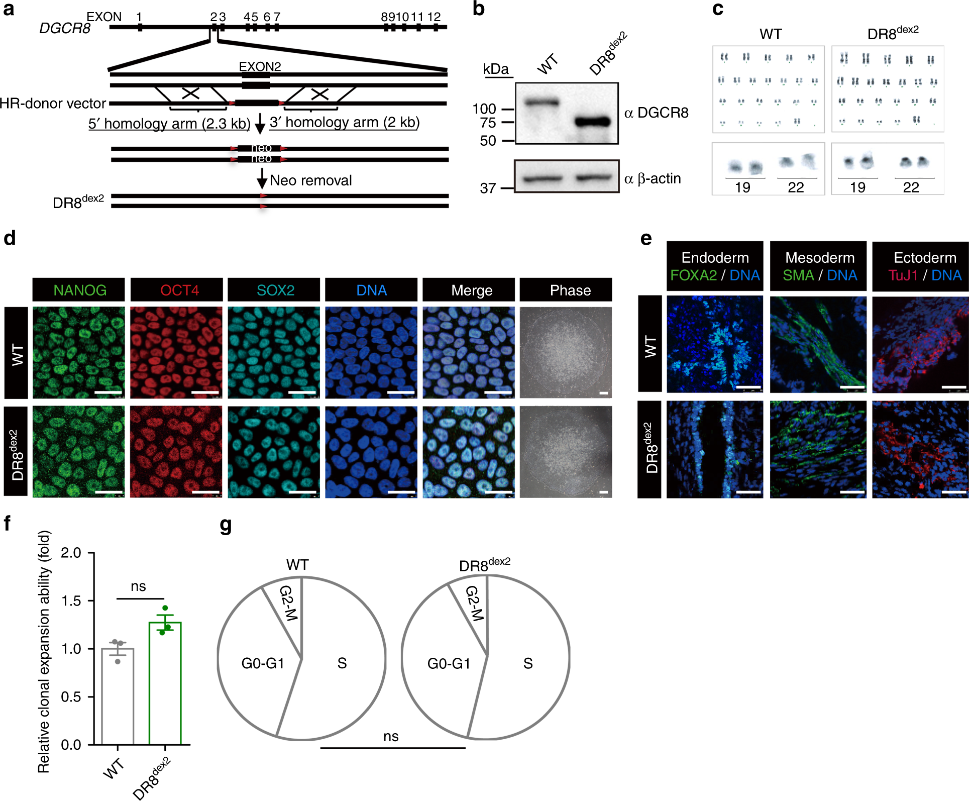 Stabilizing Heterochromatin By Dgcr8 Alleviates Senescence - 