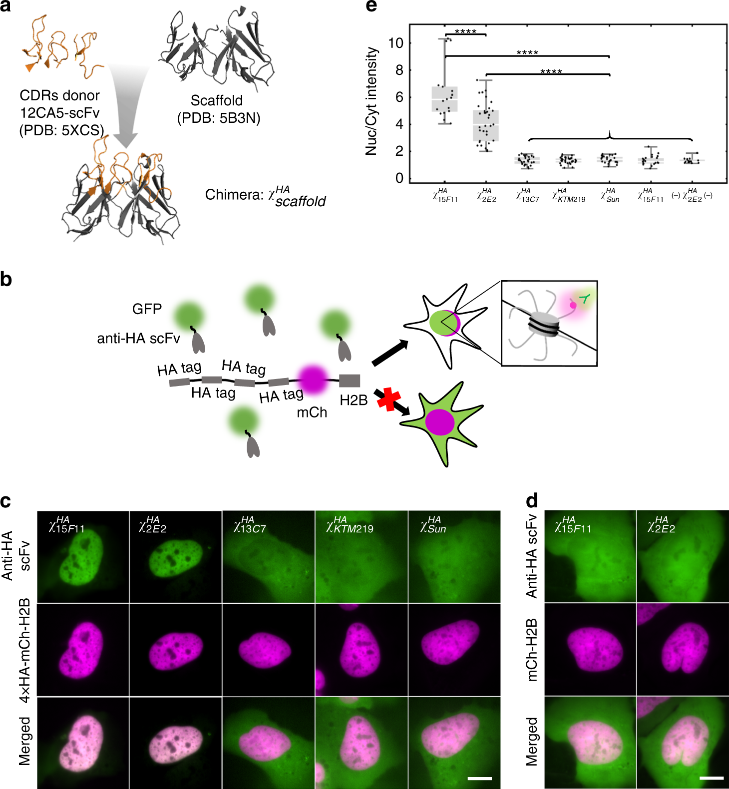 A genetically encoded probe for imaging nascent and mature HA-tagged  proteins in vivo | Nature Communications