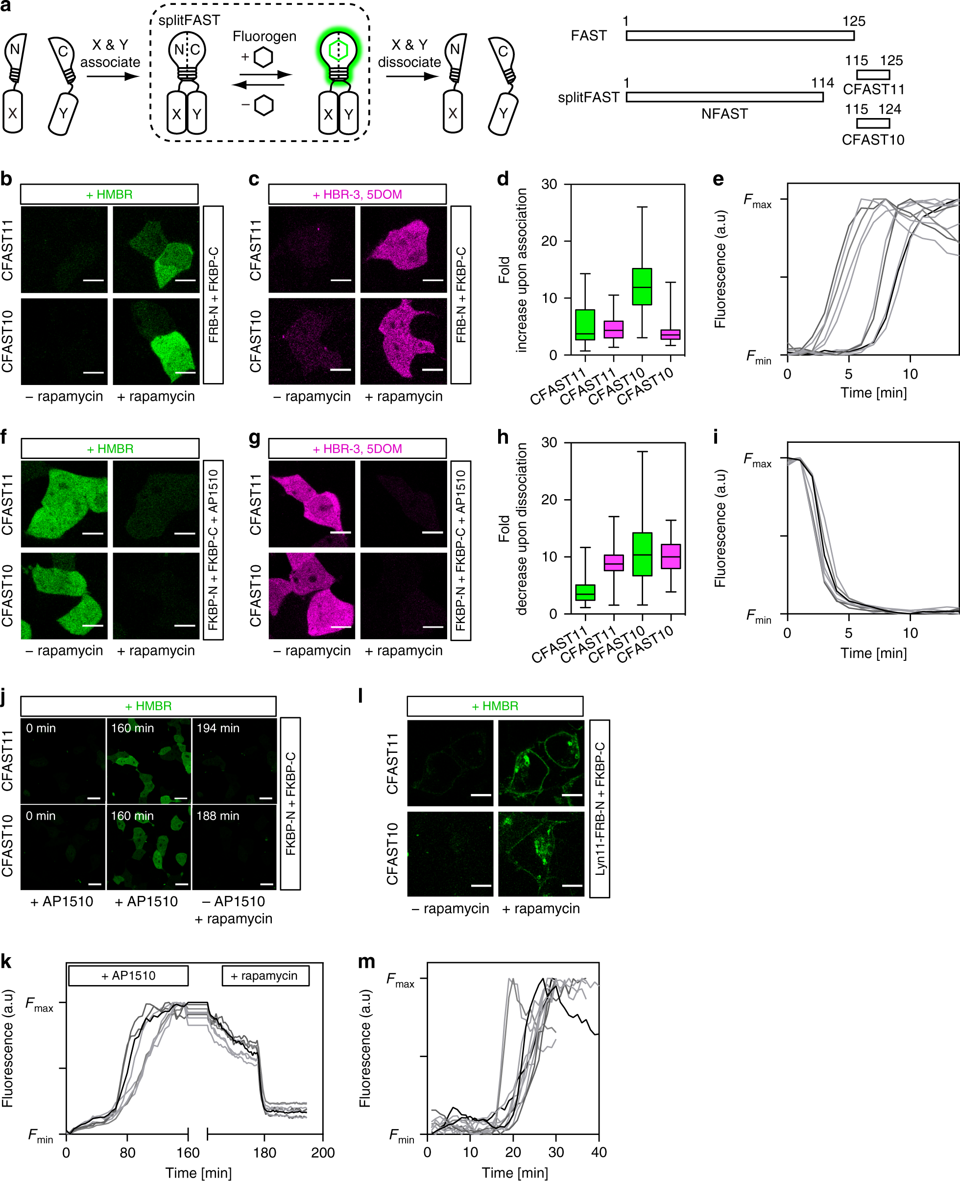 A split fluorescent reporter with rapid and reversible complementation |  Nature Communications