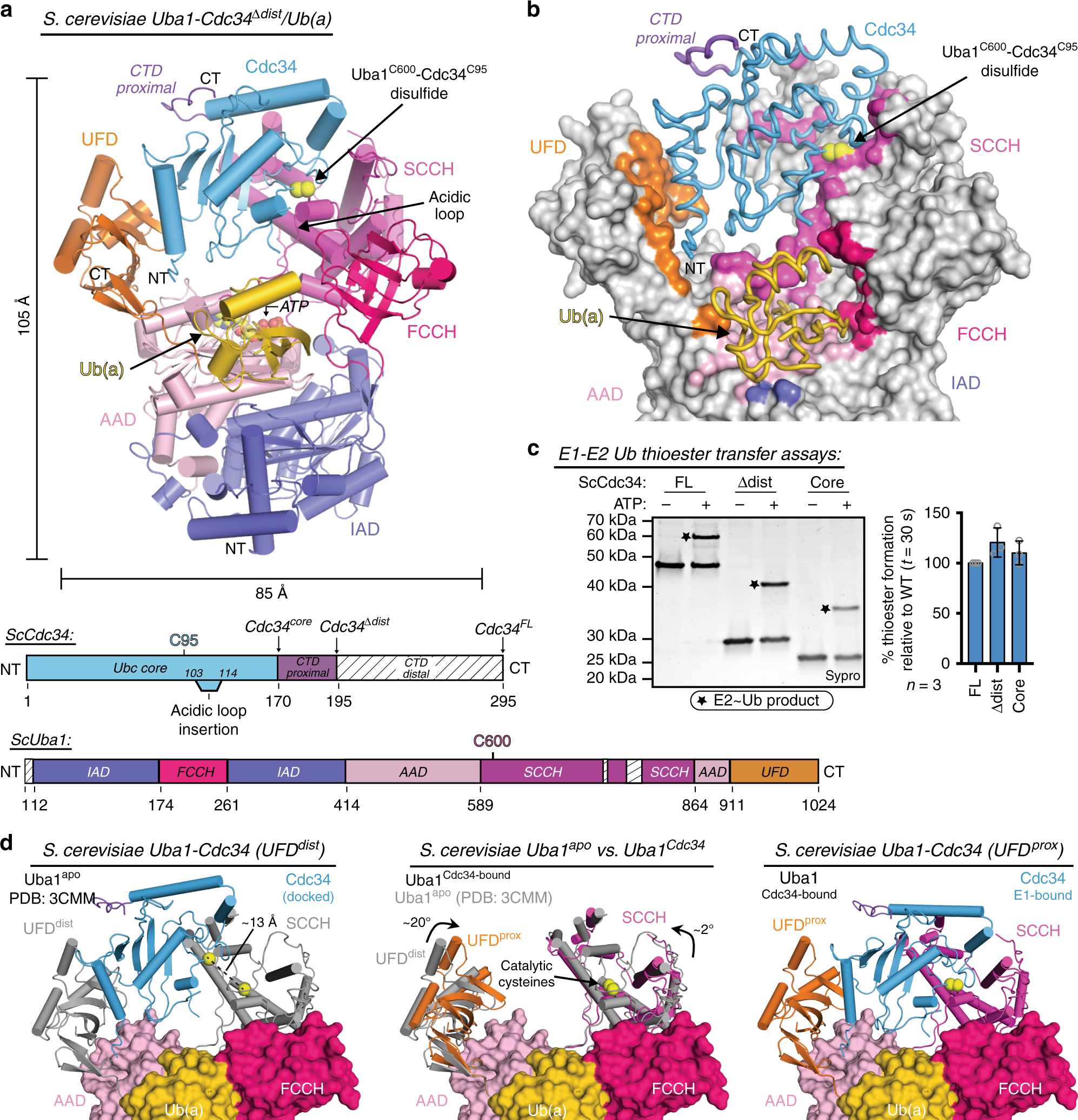 Structural Insights Into E1 Recognition And The Ubiquitin Conjugating Activity Of The E2 Enzyme Cdc34 Nature Communications