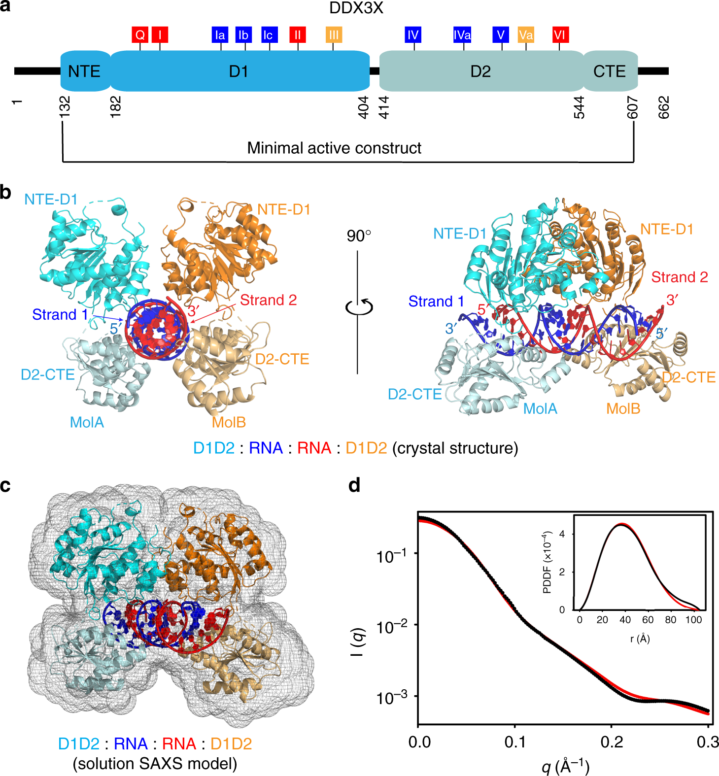 The mechanism of RNA duplex recognition and unwinding by DEAD-box helicase  DDX3X | Nature Communications