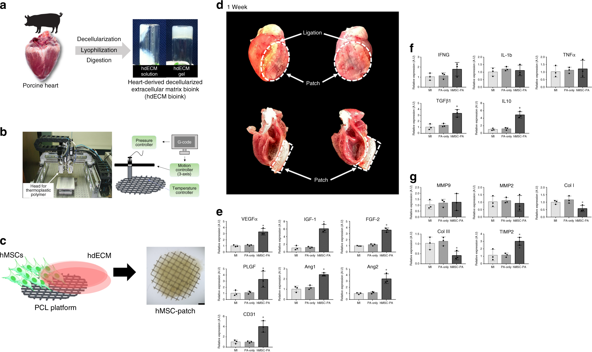 Dual Stem Cell Therapy Synergistically Improves Cardiac Function And Vascular Regeneration Following Myocardial Infarction Nature Communications