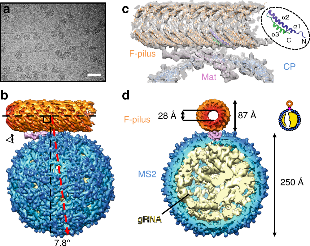 Structural Basis For The Adsorption Of A Single Stranded Rna Bacteriophage Nature Communications Structural Basis For The Adsorption Of A Single Stranded Rna Bacteriophage Nature Communications