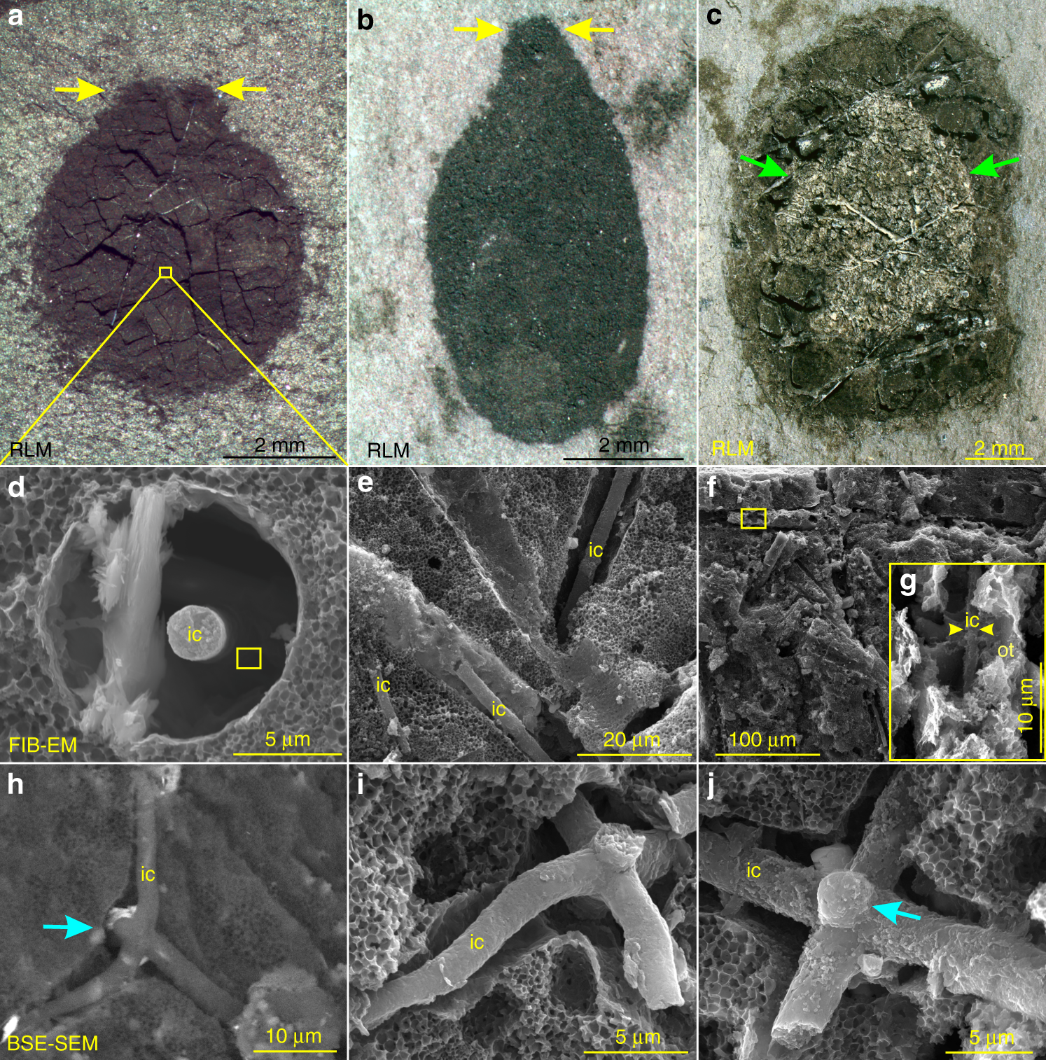 Holocene microfossil sample sponge spicule rich concentrate Palm Beach fine 