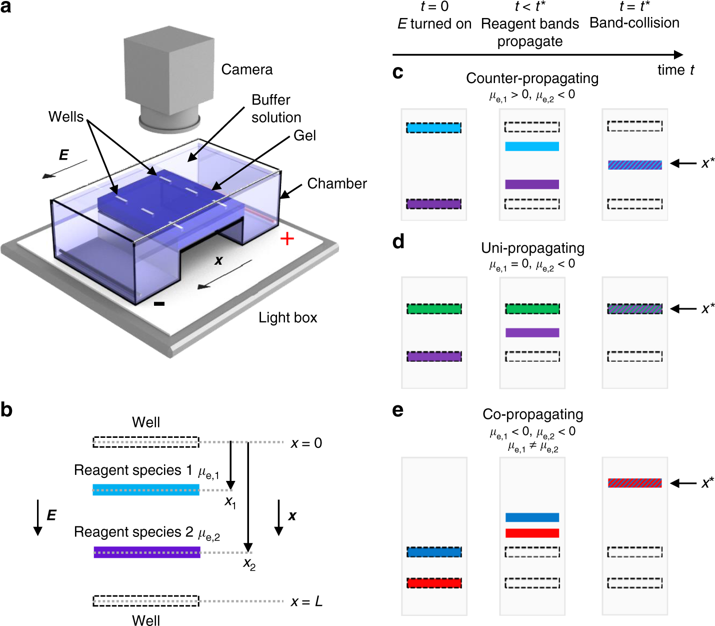 Band-collision gel electrophoresis | Nature Communications