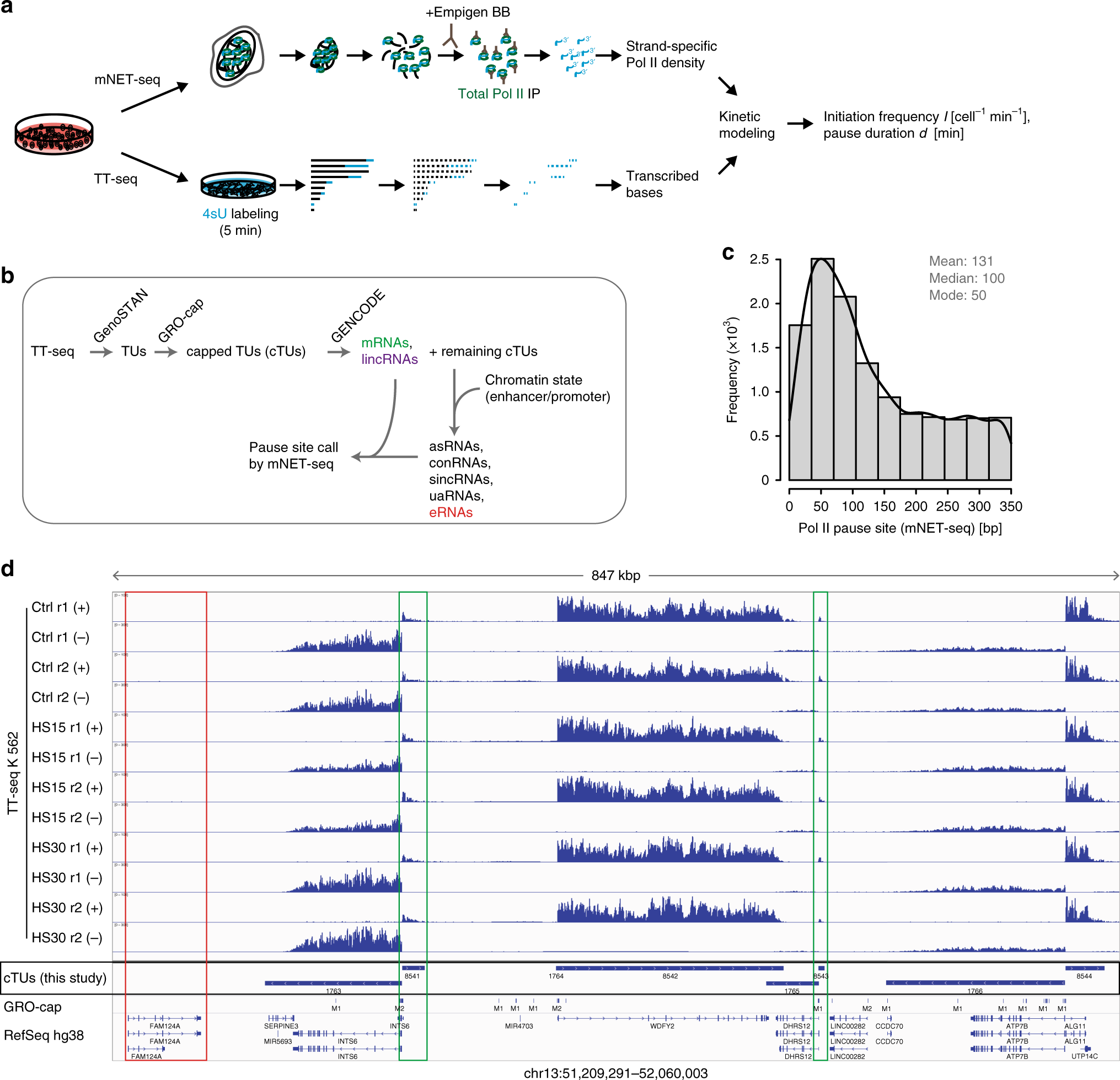 The pause-initiation limit restricts transcription activation in human  cells | Nature Communications