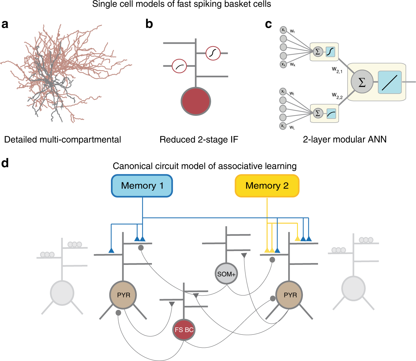 Challenging the point neuron dogma: FS basket cells as 2-stage nonlinear  integrators | Nature Communications