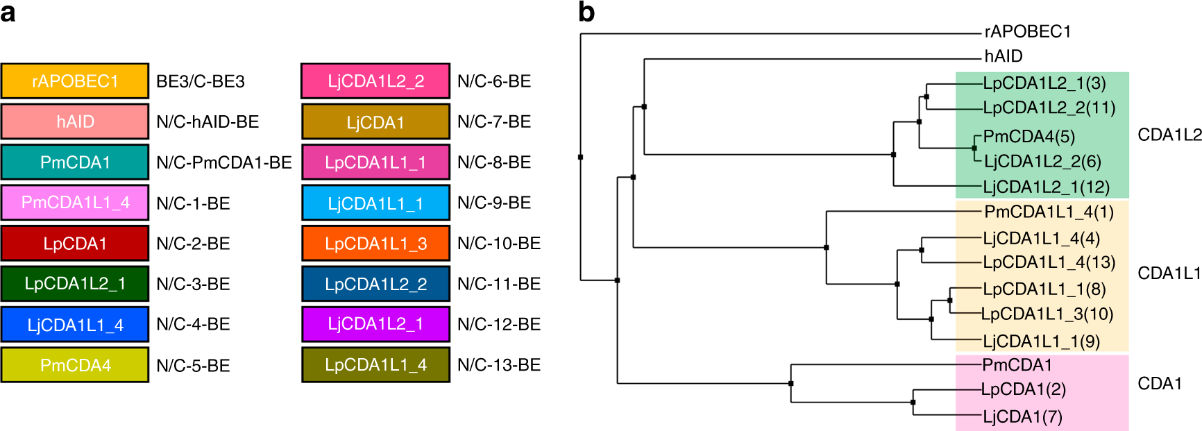 Expanding C T Base Editing Toolkit With Diversified Cytidine Deaminases Nature Communications