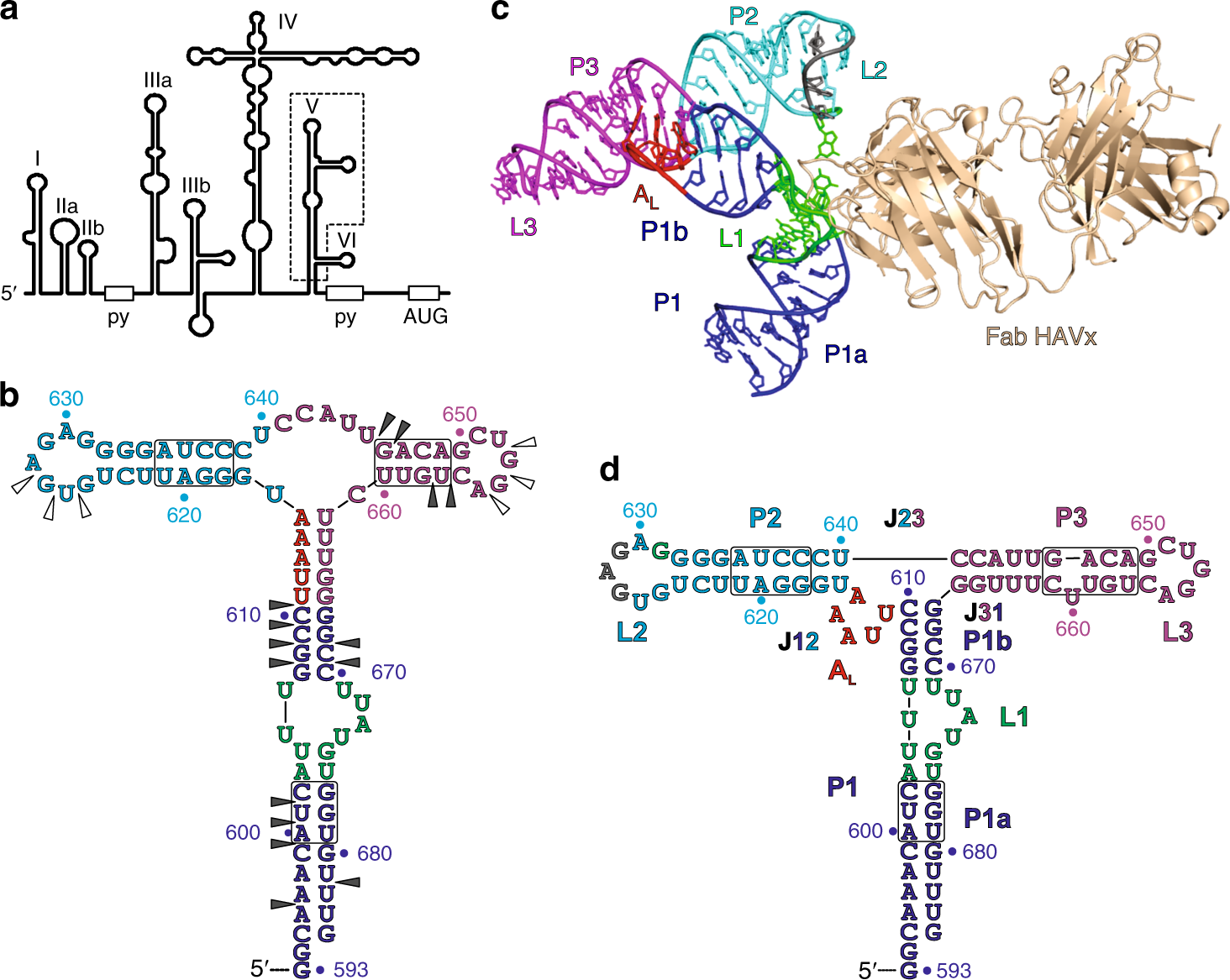 A Conserved Rna Structural Motif For Organizing Topology Within Picornaviral Internal Ribosome Entry Sites Nature Communications