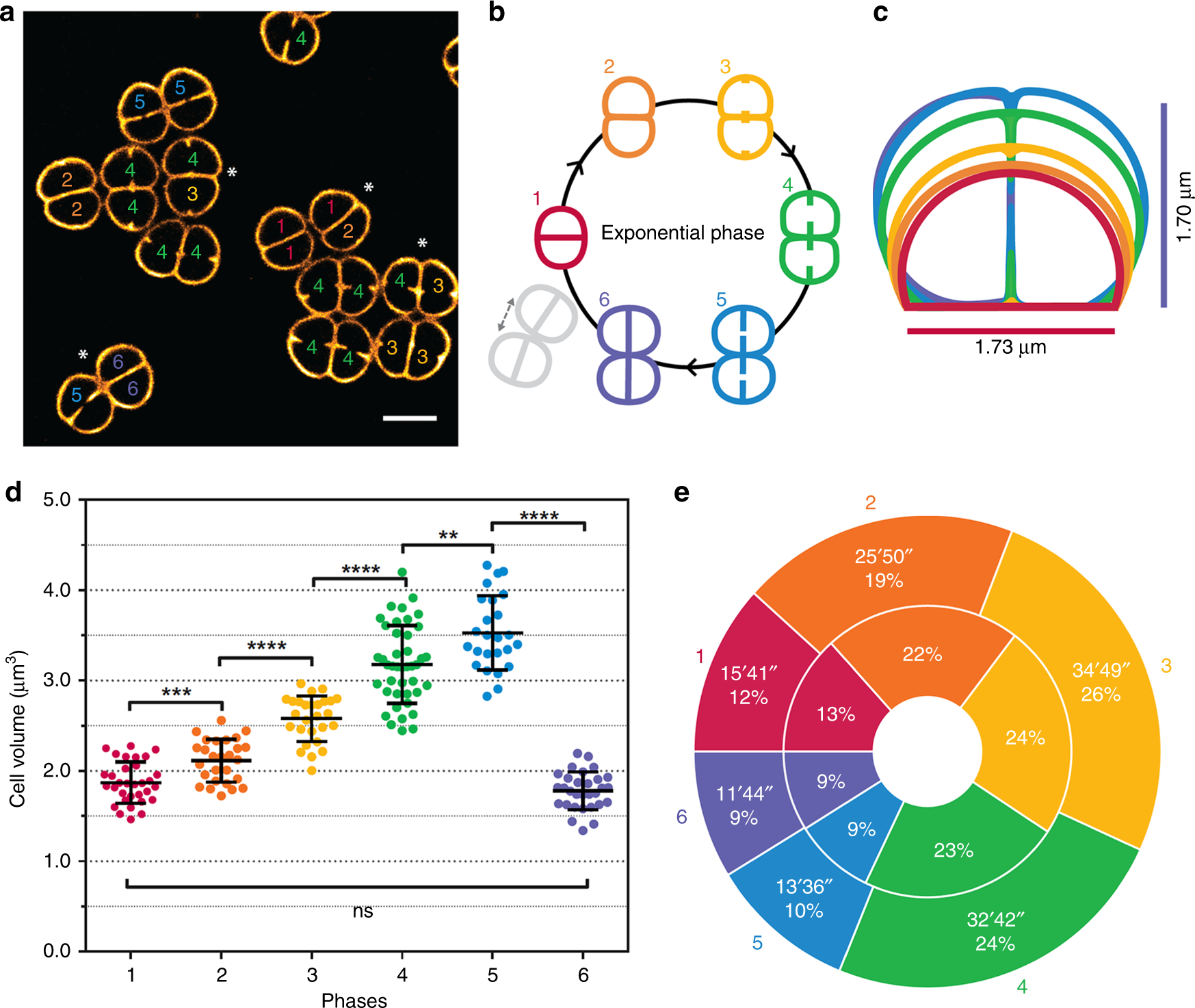 Ionizing Radiation Resistance in Deinococcus Radiodurans