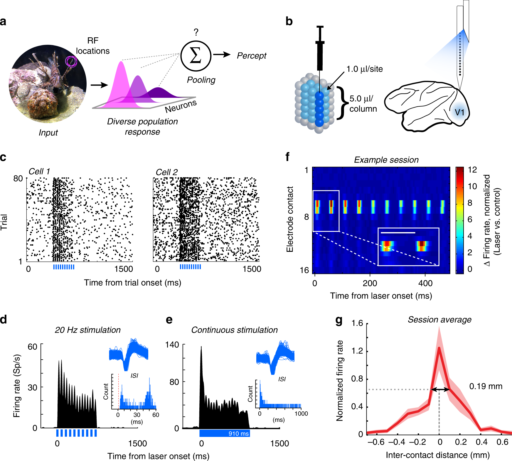 Integration Of Cortical Population Signals For Visual