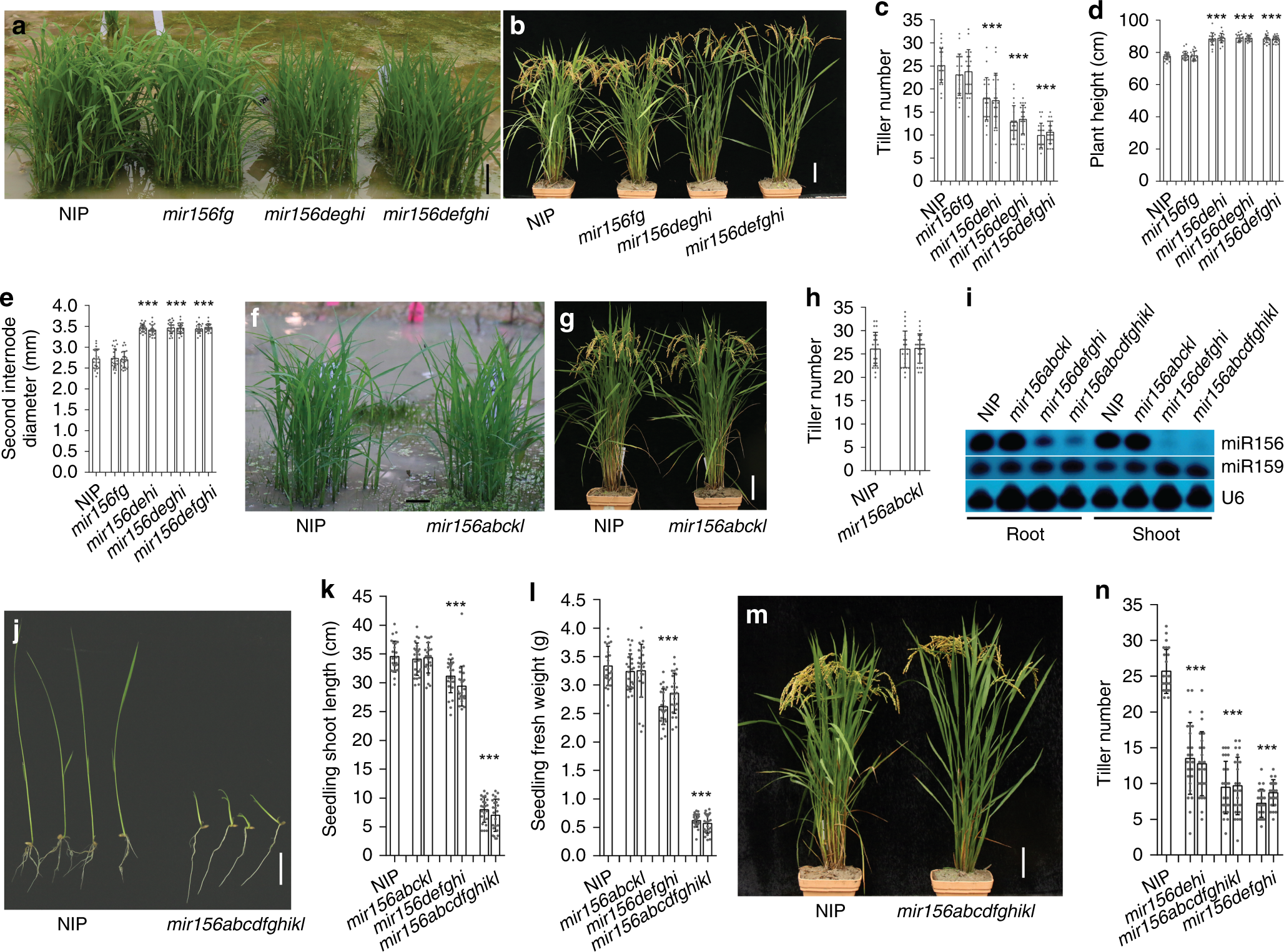 The Grain Yield Modulator Mir156 Regulates Seed Dormancy Through The Gibberellin Pathway In Rice Nature Communications