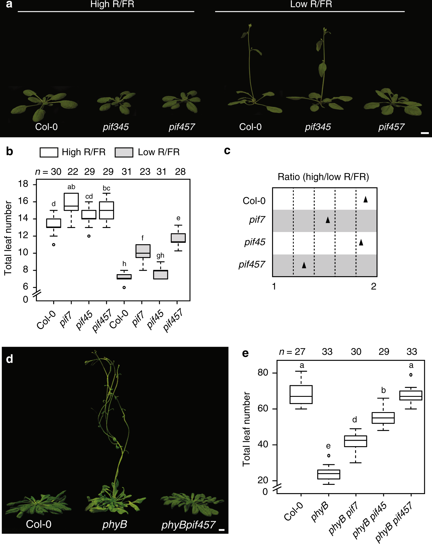 PIF transcription factors link a neighbor threat cue to accelerated  reproduction in Arabidopsis | Nature Communications