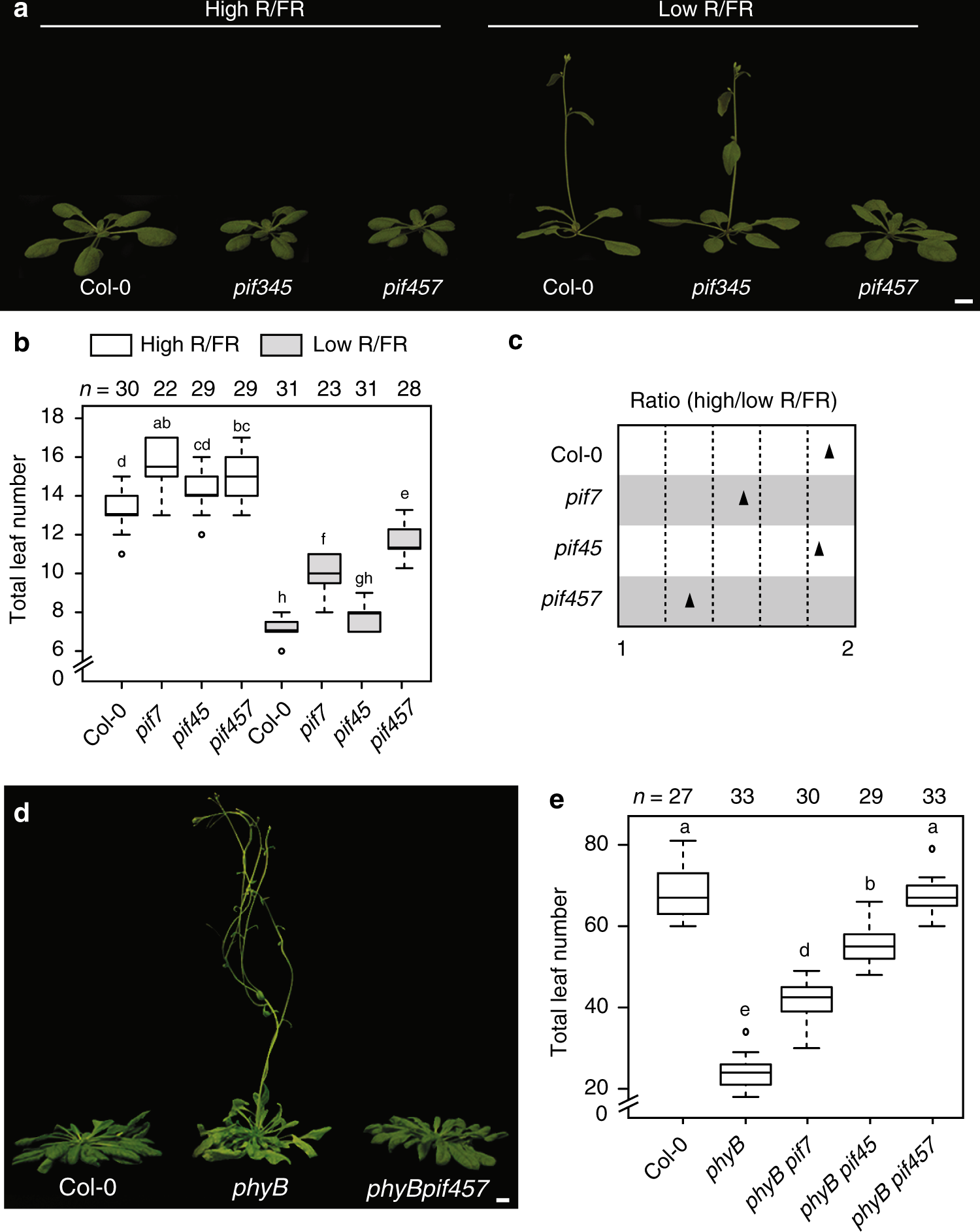 Pif Transcription Factors Link A Neighbor Threat Cue To Accelerated Reproduction In Arabidopsis Nature Communications