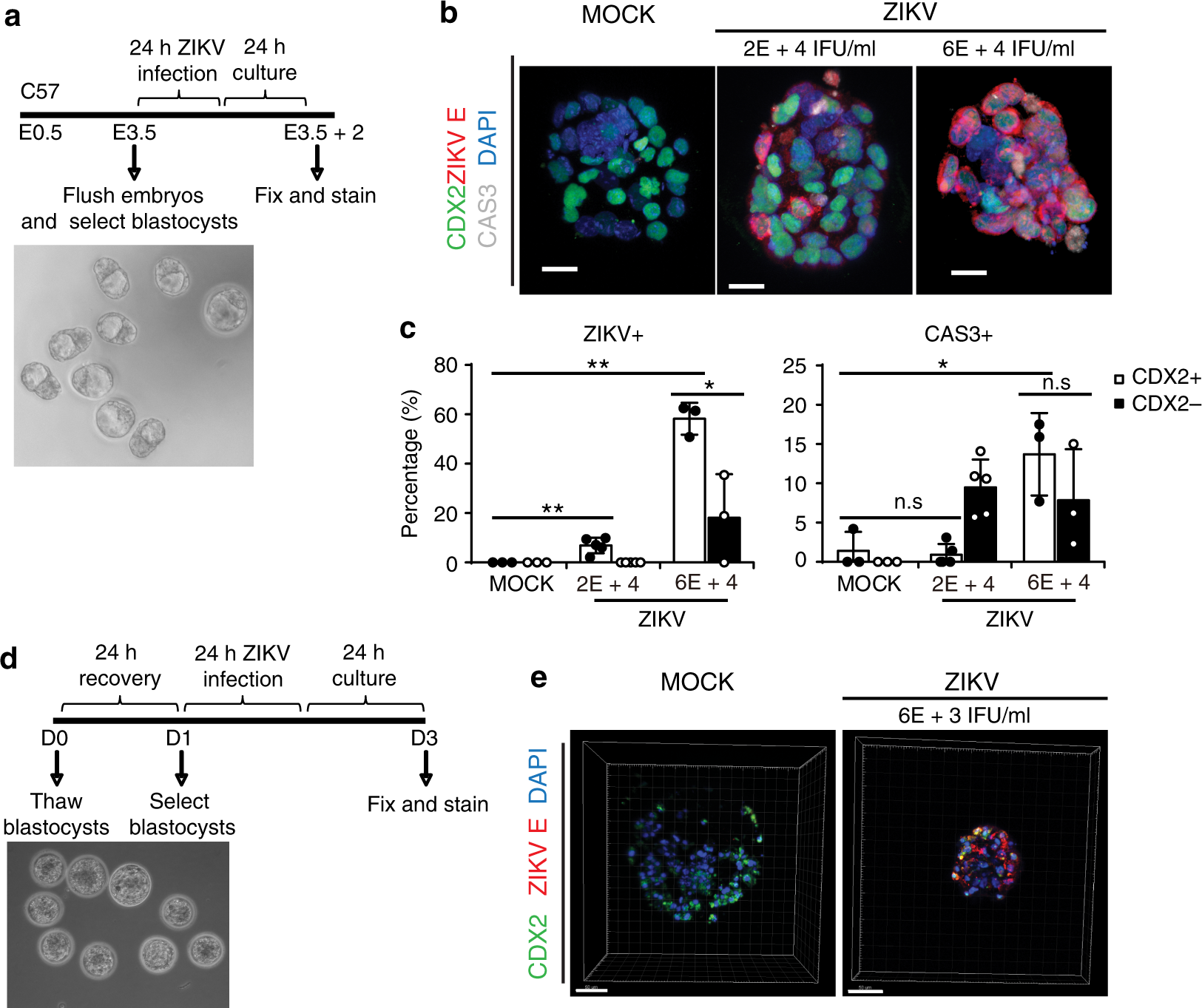 Type Timing Of Maternal Infection >> Pre And Peri Implantation Zika Virus Infection Impairs Type Timing Of Maternal Infection >> Pre And Peri Implantation Zika Virus Infection Impairs
