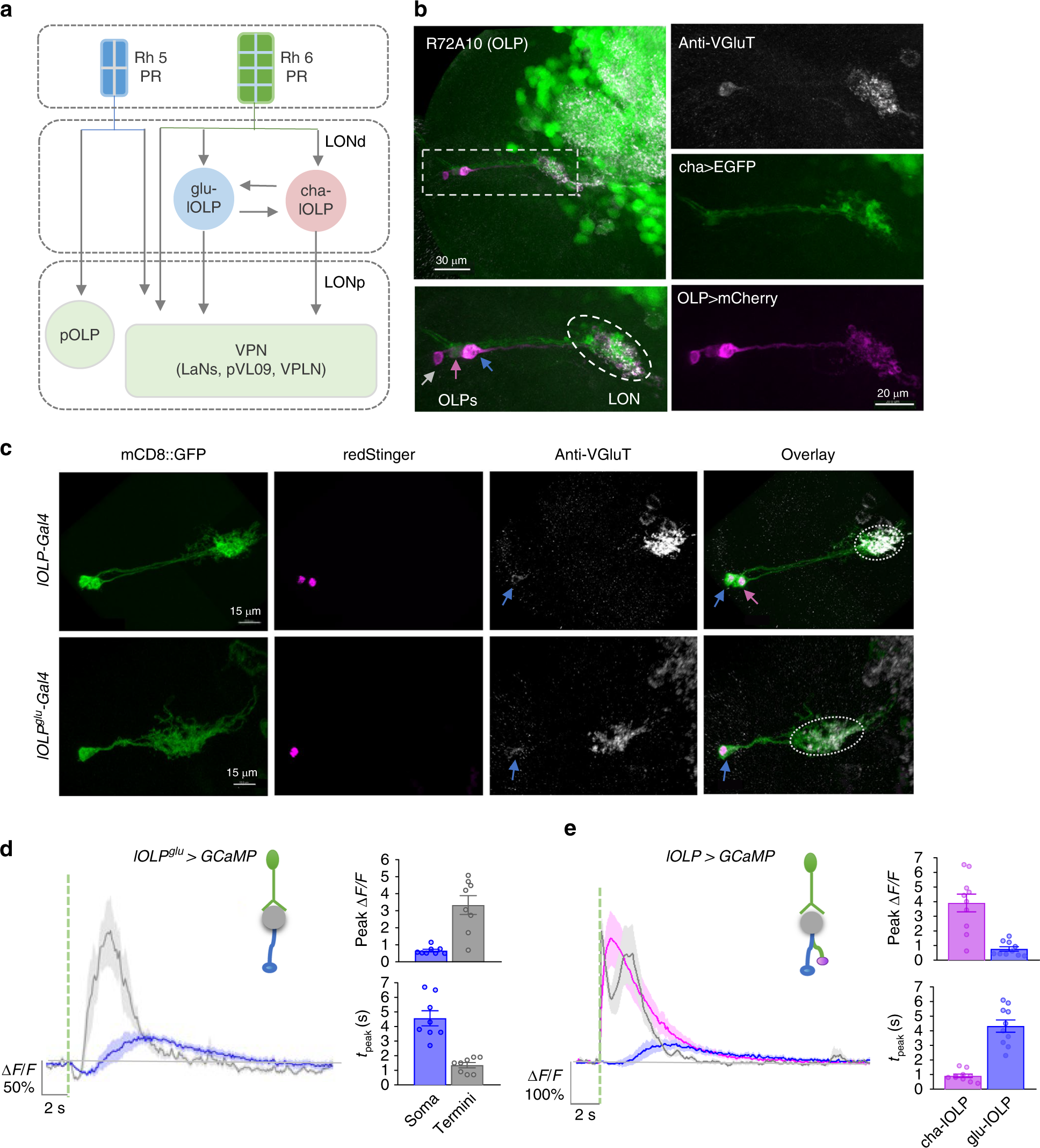 Muscarinic acetylcholine receptor signaling generates OFF selectivity in a  simple visual circuit | Nature Communications