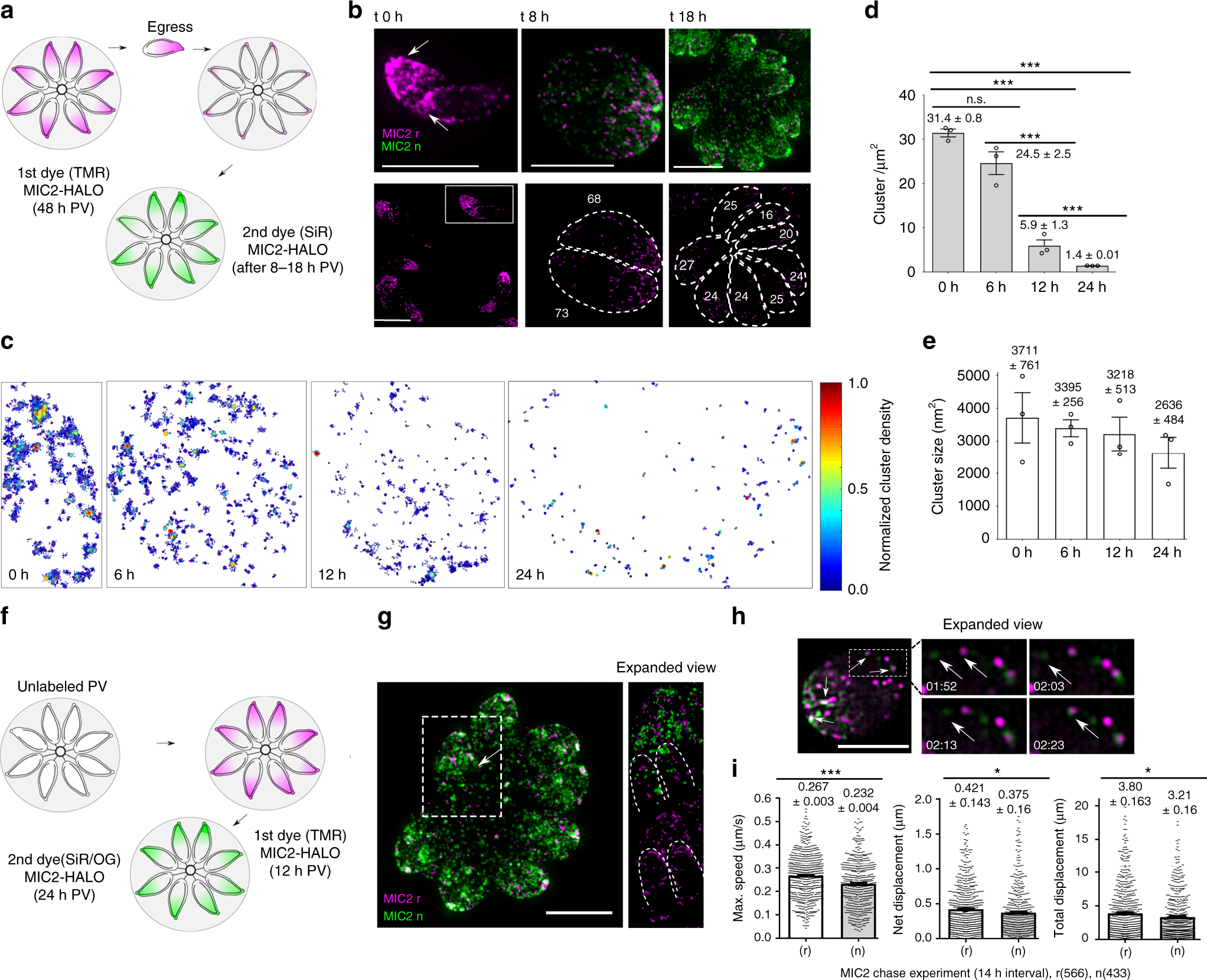 A highly dynamic F-actin network regulates transport and recycling ...