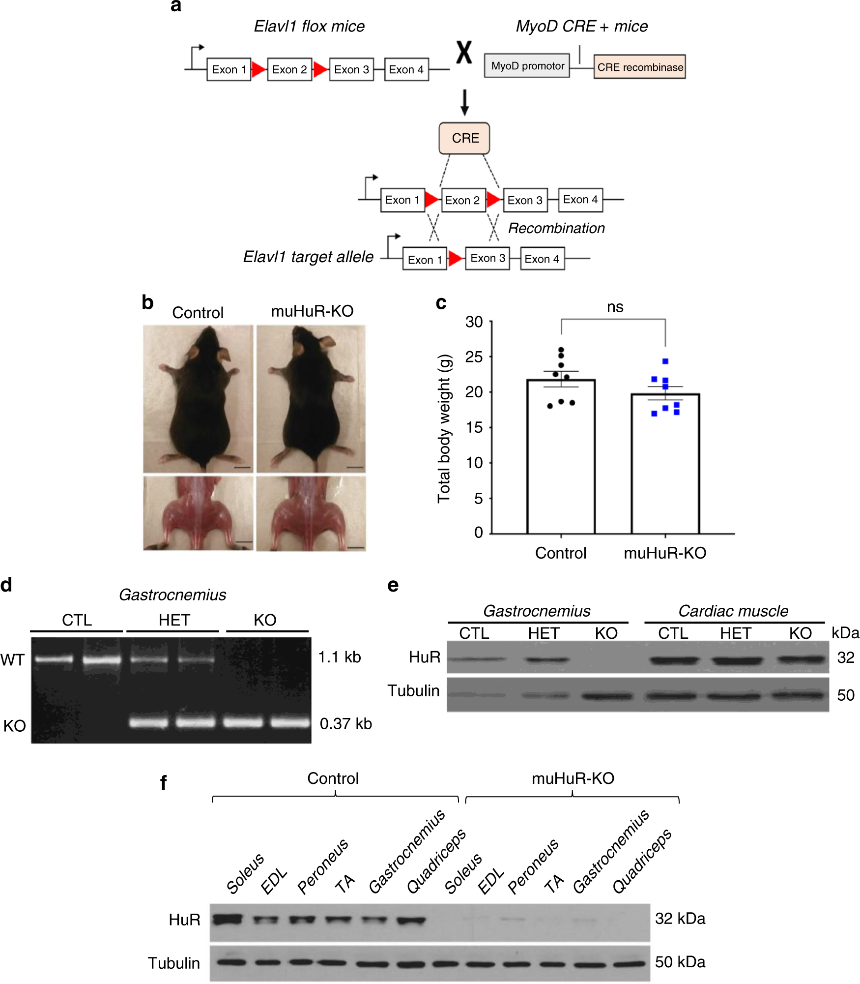 Depletion of HuR in murine skeletal muscle enhances exercise endurance and  prevents cancer-induced muscle atrophy | Nature Communications