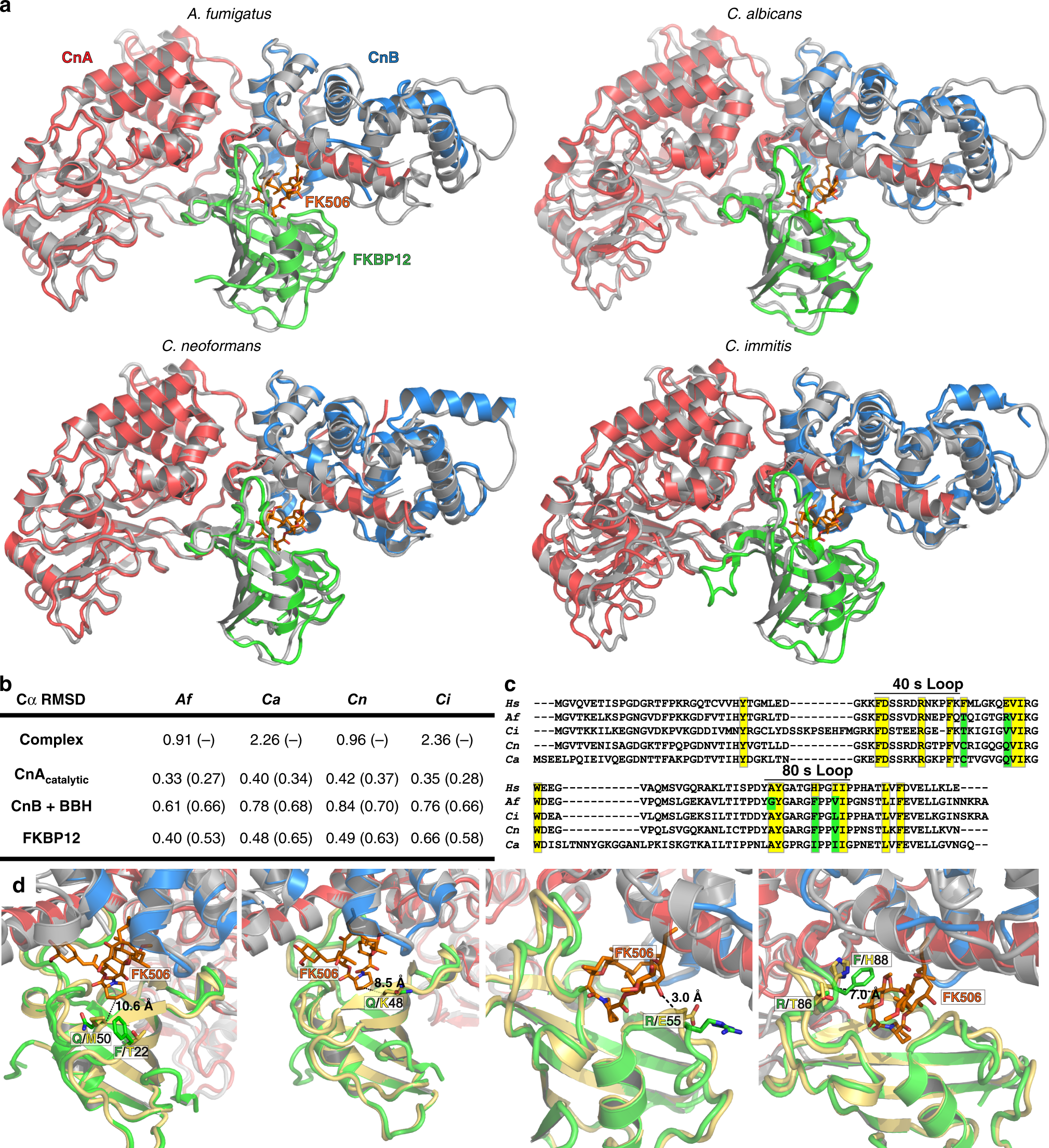 Harnessing Calcineurin Fk506 Fkbp12 Crystal Structures From Invasive Fungal Pathogens To Develop Antifungal Agents Nature Communications