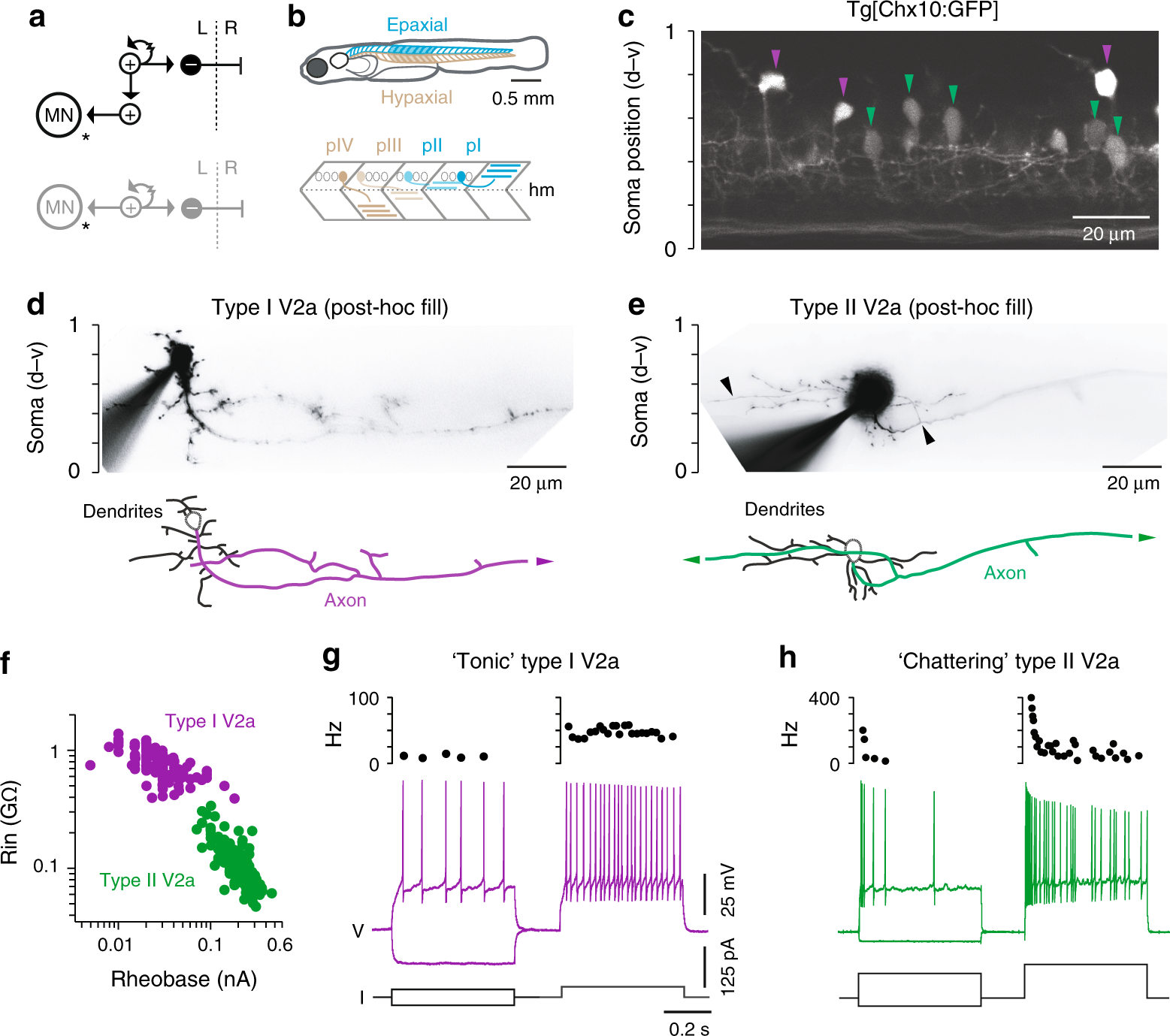 Molecular blueprints for spinal circuit modules controlling locomotor speed  in zebrafish