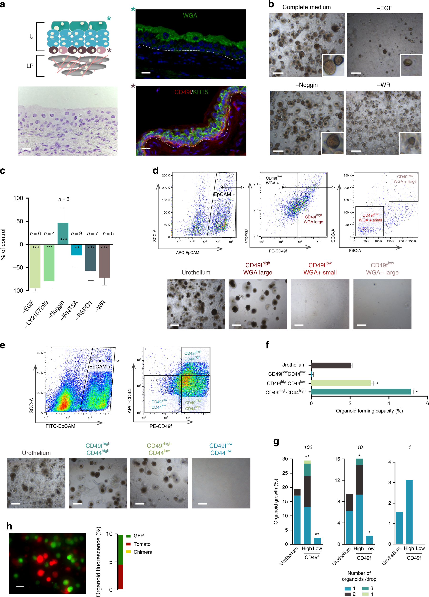 Urothelial Organoids Originating From Cd49f High Mouse Stem Cells