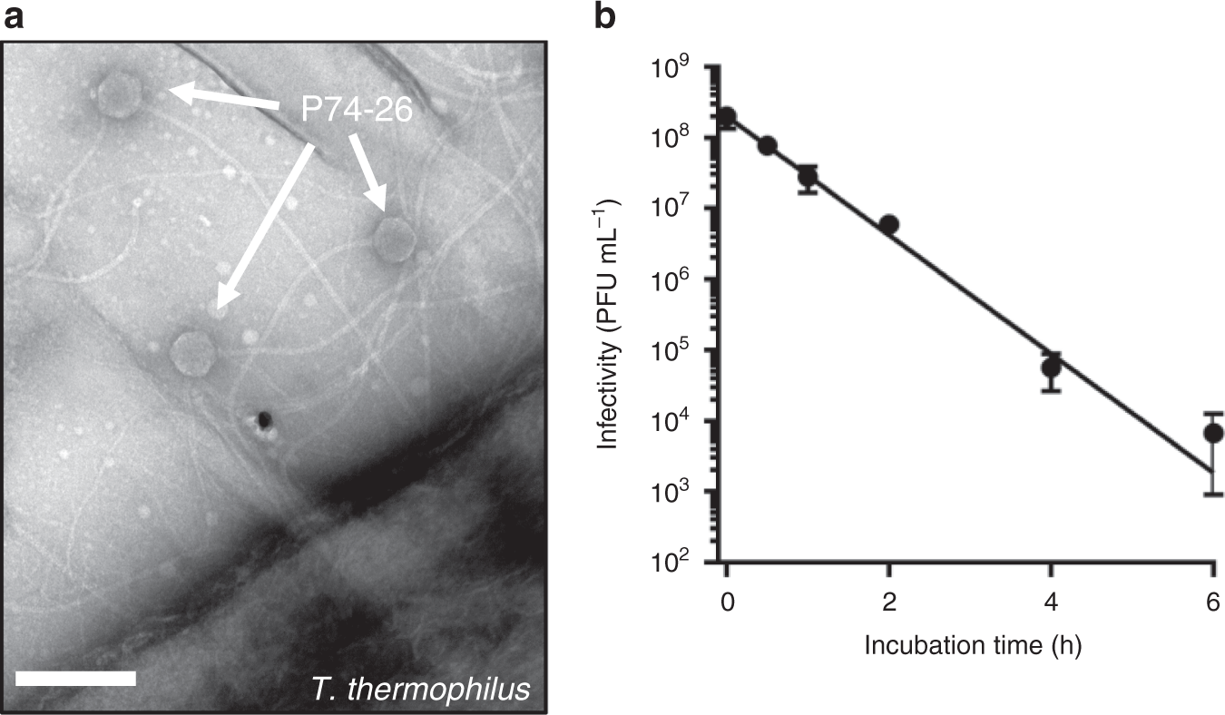 Principles For Enhancing Virus Capsid Capacity And Stability From A Thermophilic Virus Capsid Structure Nature Communications