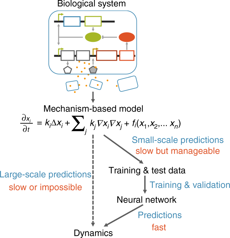 Massive computational acceleration by using neural networks to emulate  mechanism-based biological models | Nature Communications