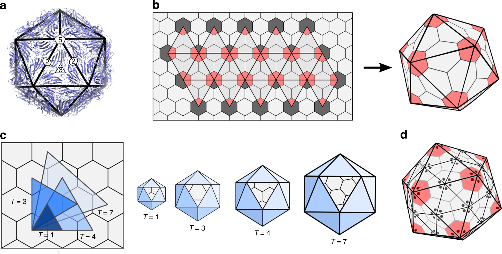 Structural Puzzles In Virology Solved With An Overarching Icosahedral Design Principle Nature Communications