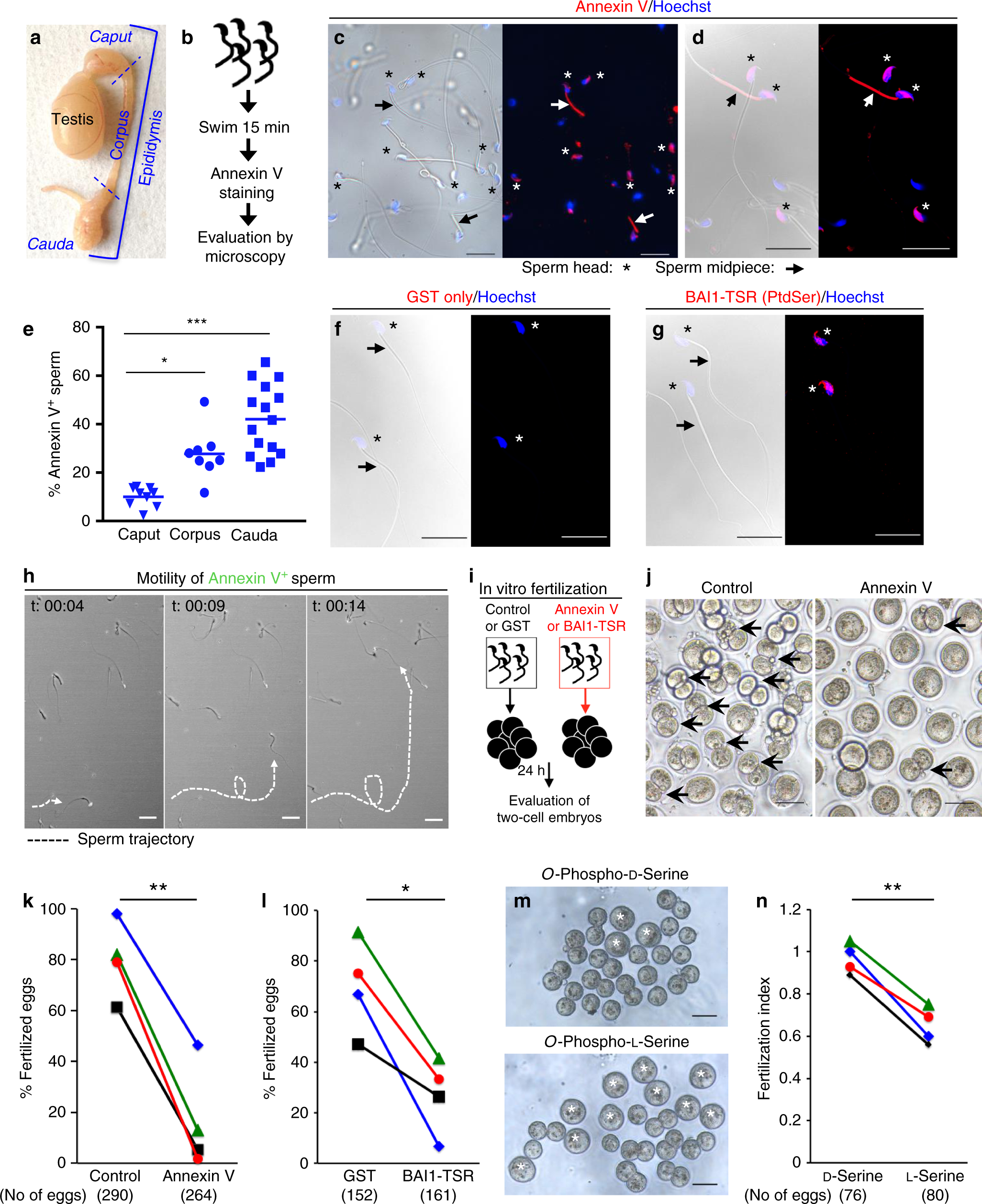 Phosphatidylserine on viable sperm and phagocytic machinery in oocytes  regulate mammalian fertilization | Nature Communications