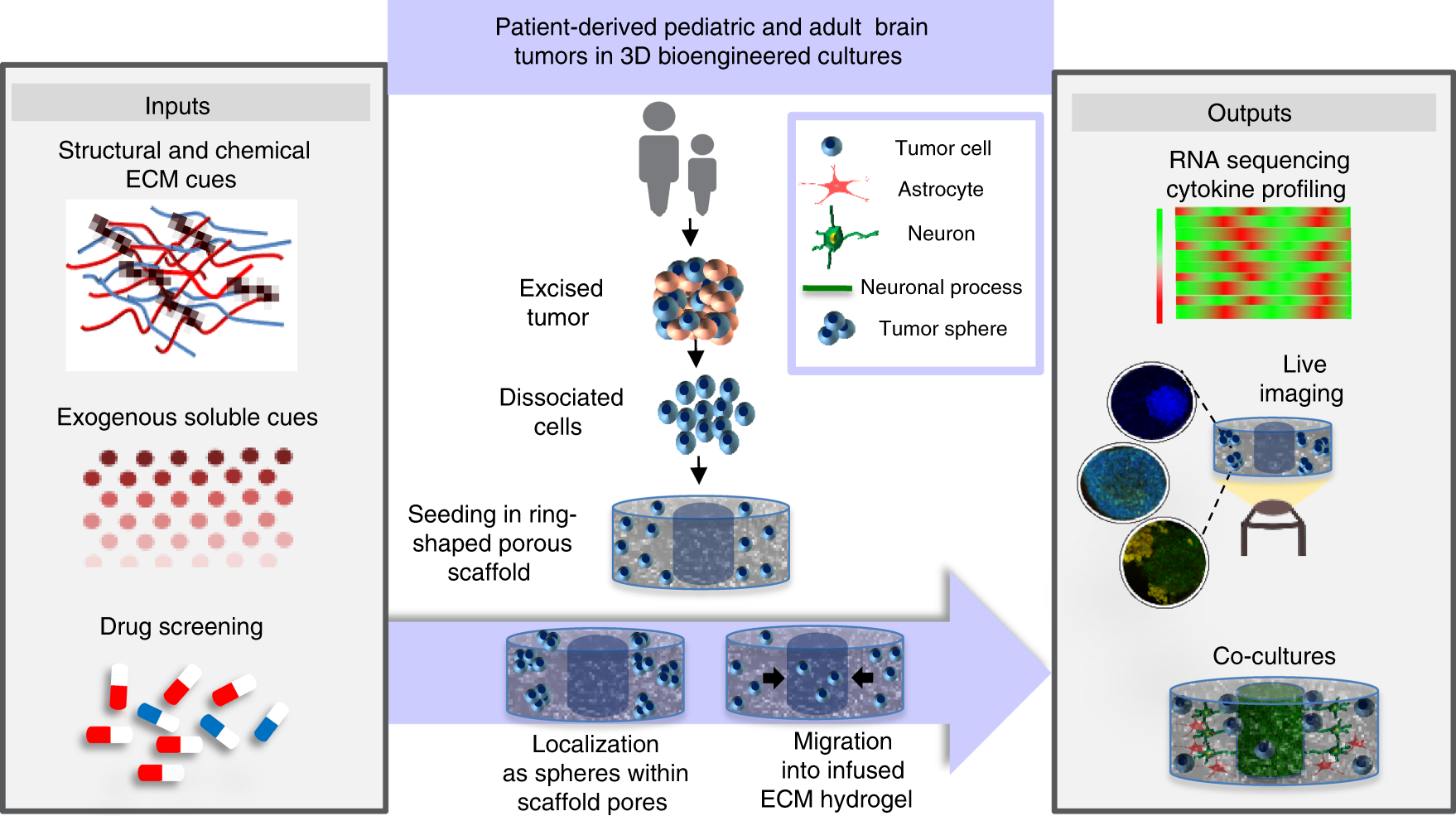 3D extracellular matrix microenvironment in bioengineered tissue models of  primary pediatric and adult brain tumors