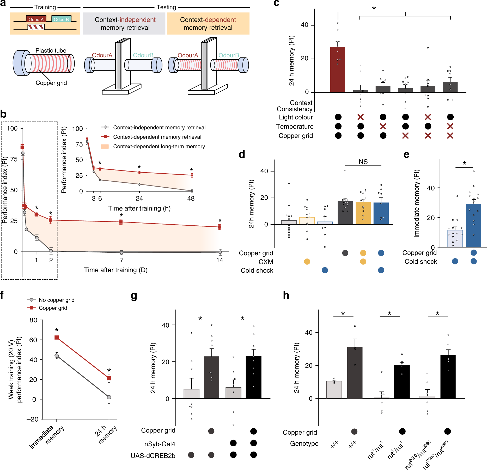 Molecular mechanisms of consolidation. After the encoding of a