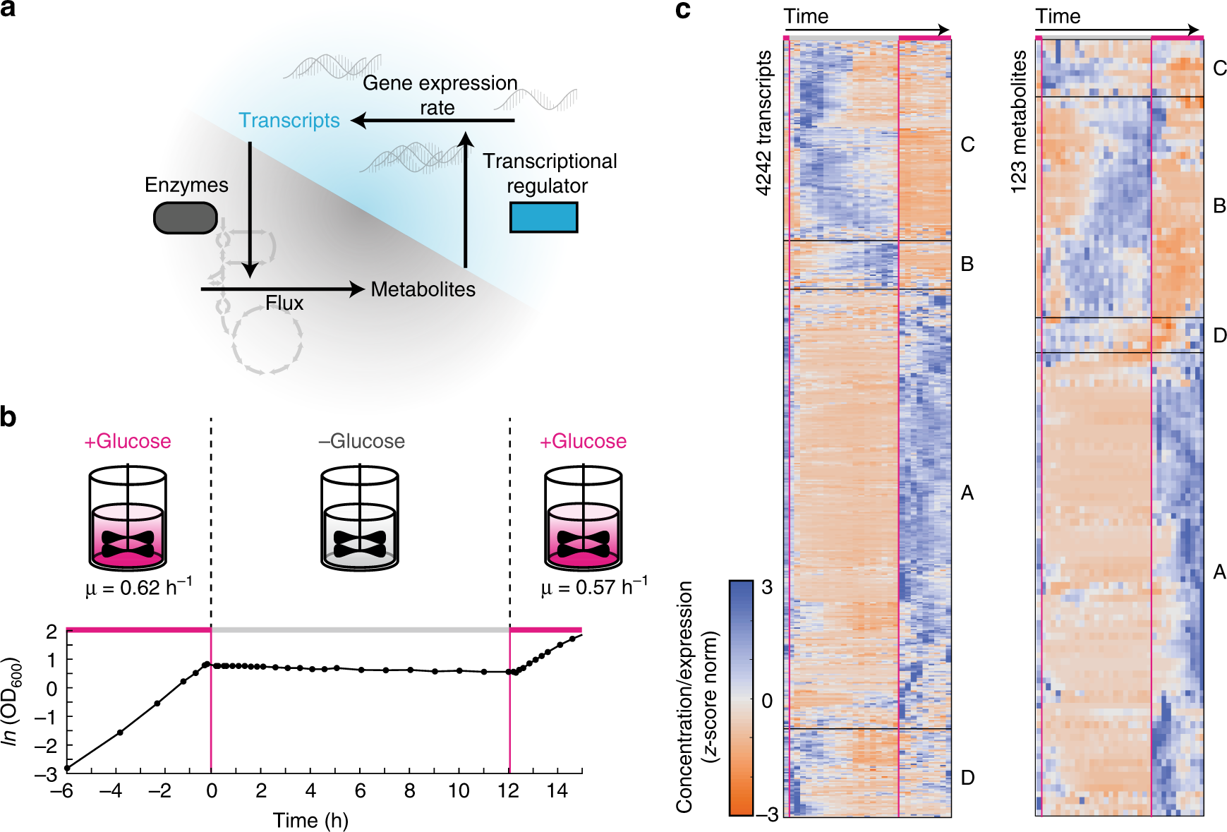 Transcriptional control of aspartate kinase expression during