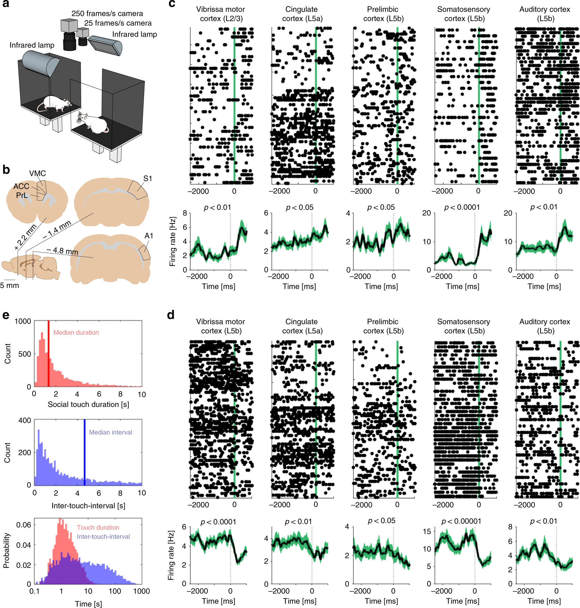 Highly structured, partner-sex- and subject-sex-dependent cortical responses during social facial touch Nature Communications