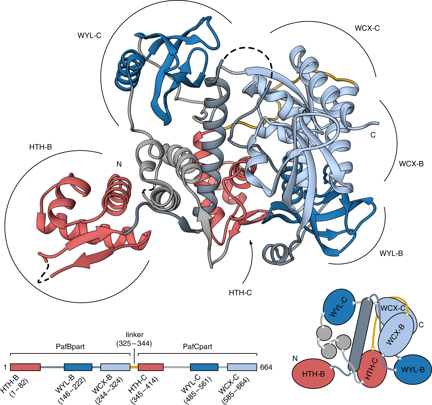 Structure And Functional Implications Of Wyl Domain