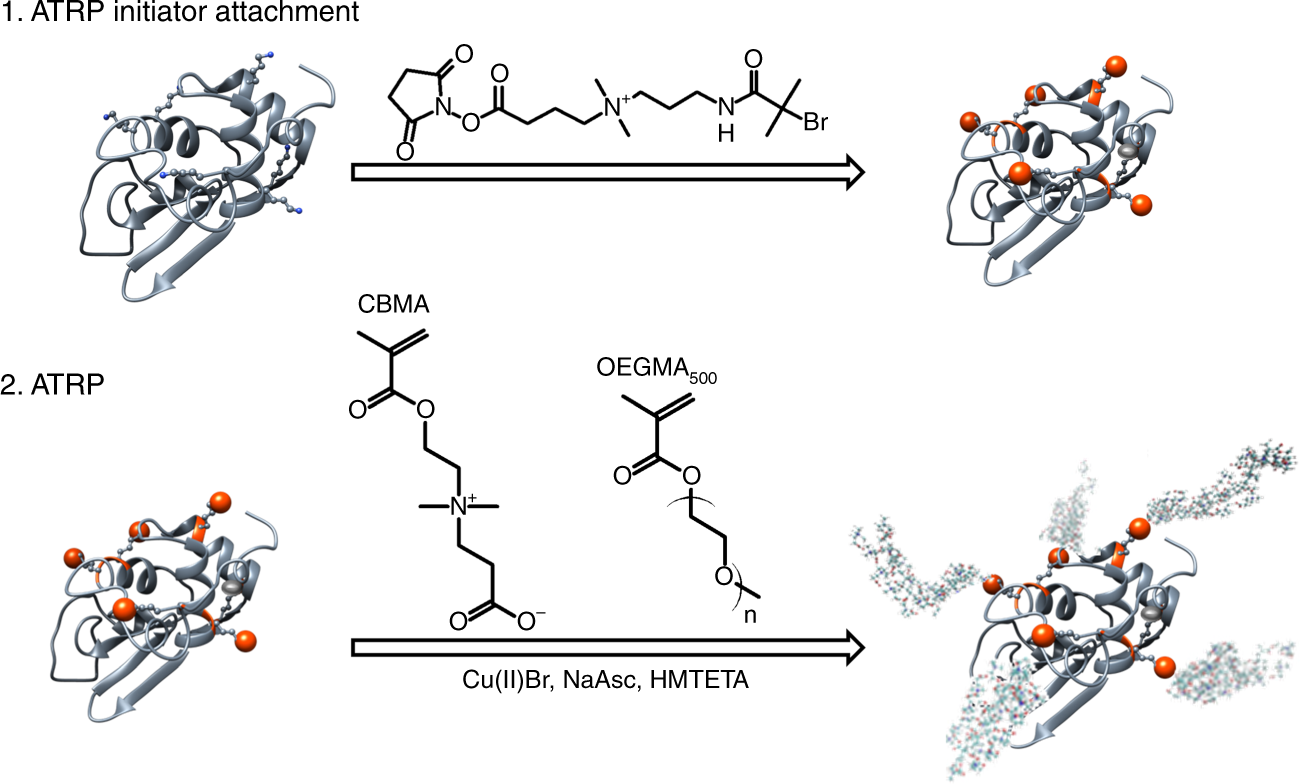 Transforming protein-polymer conjugate purification by tuning protein  solubility | Nature Communications