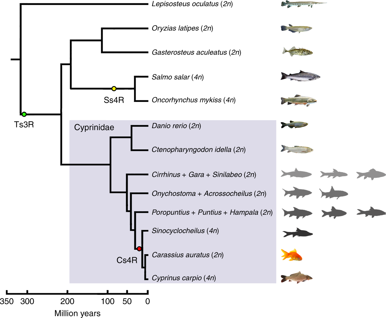 The Allotetraploid Origin And Asymmetrical Genome Evolution Of The