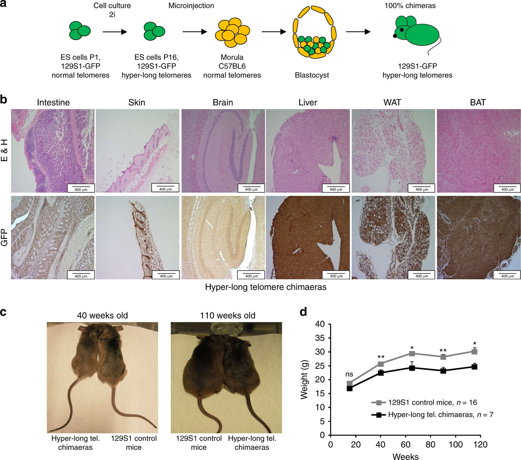 Mice with hyper-long telomeres show less metabolic aging and longer  lifespans | Nature Communications