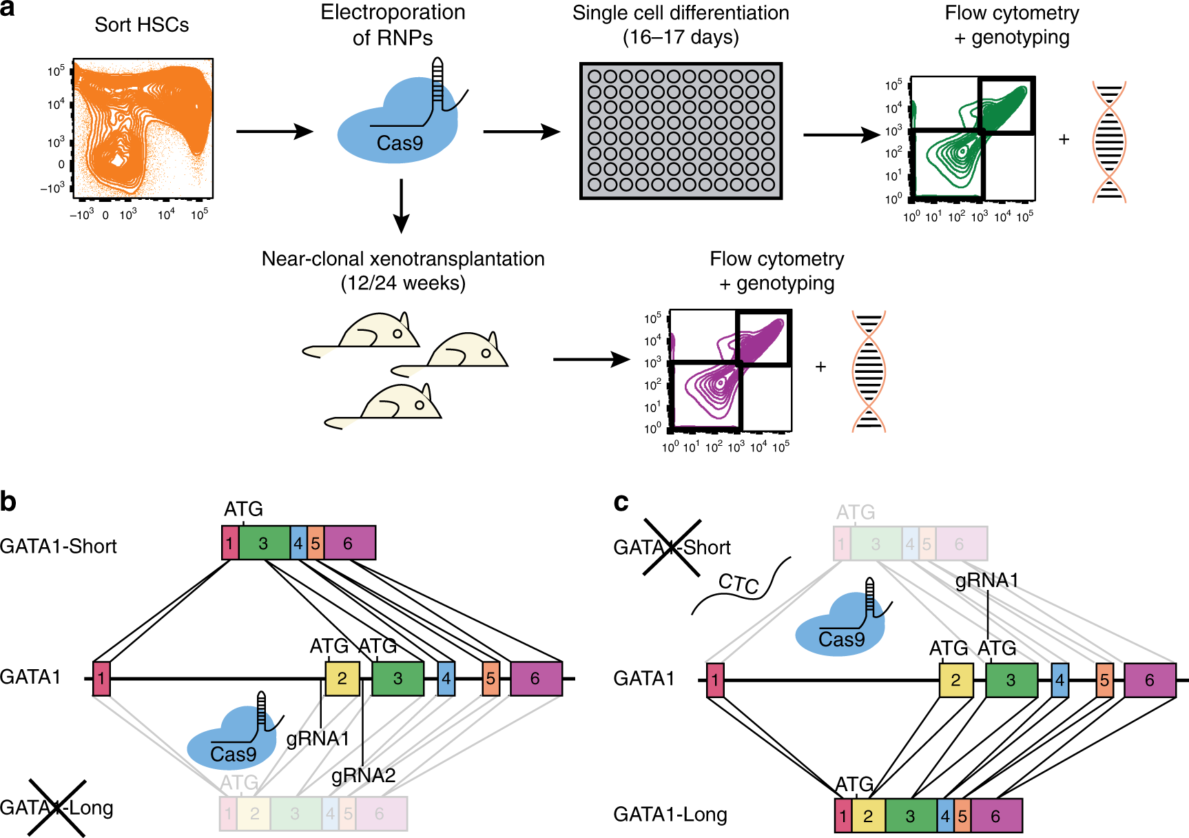 Functional profiling of single CRISPR/Cas9-edited human long-term