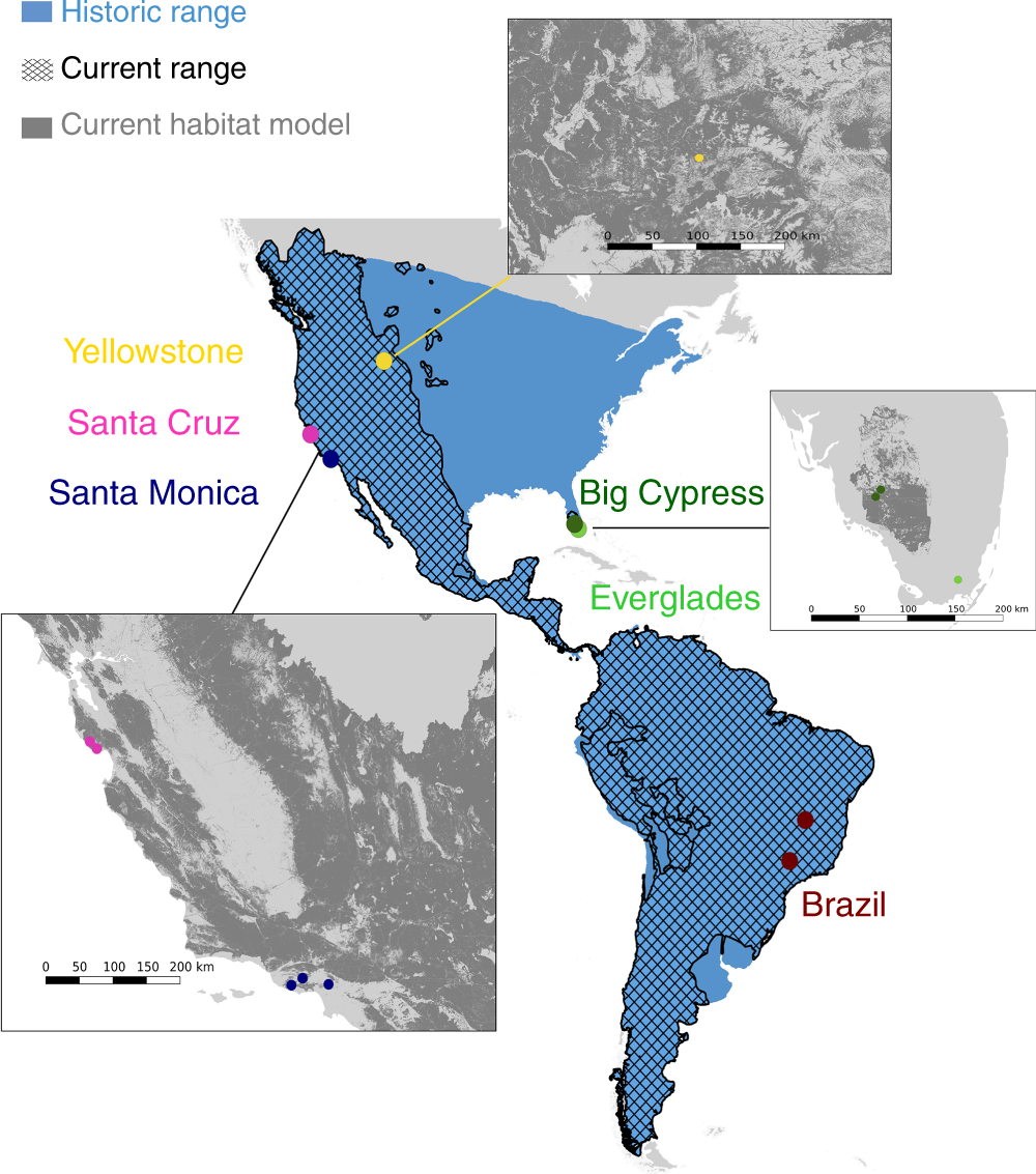 Puma from North and South America provide insights into the genomic consequences inbreeding | Nature Communications