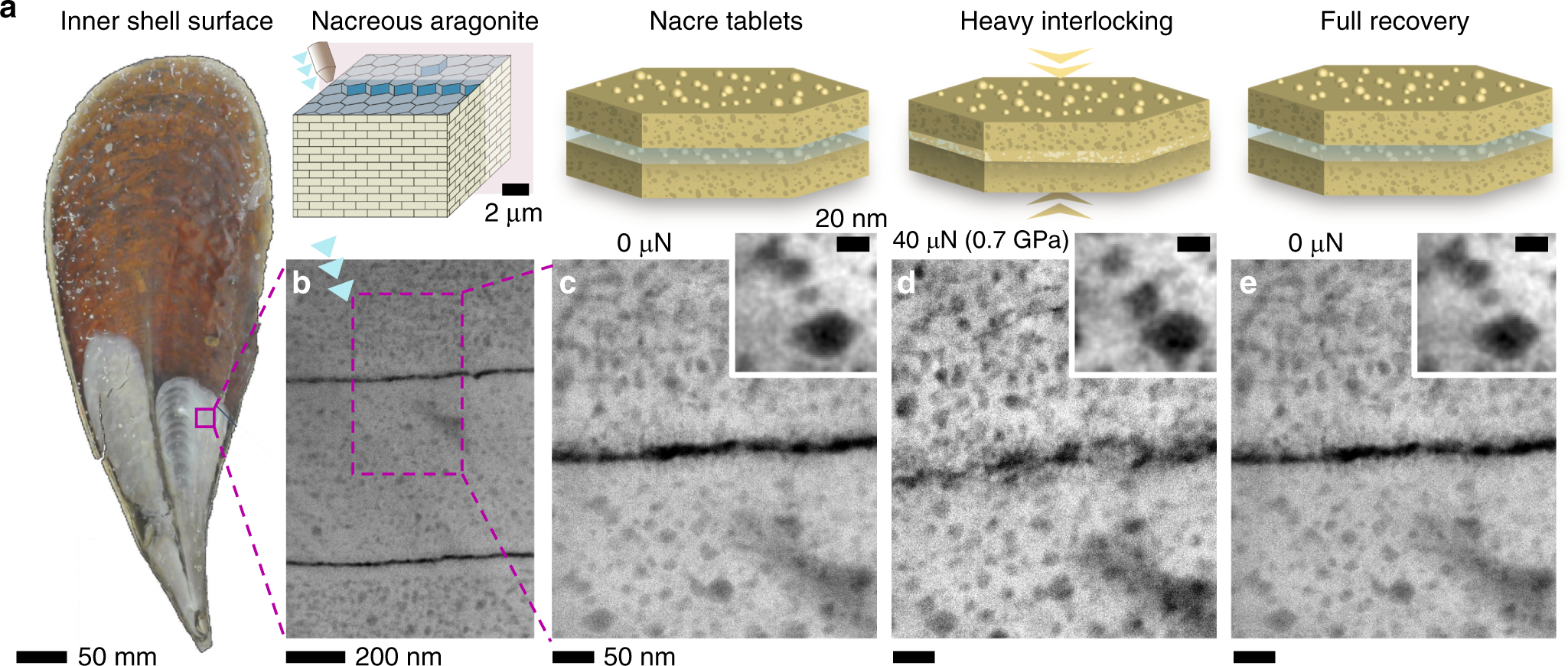 Nanoscale deformation mechanics reveal resilience in nacre of Pinna nobilis  shell | Nature Communications