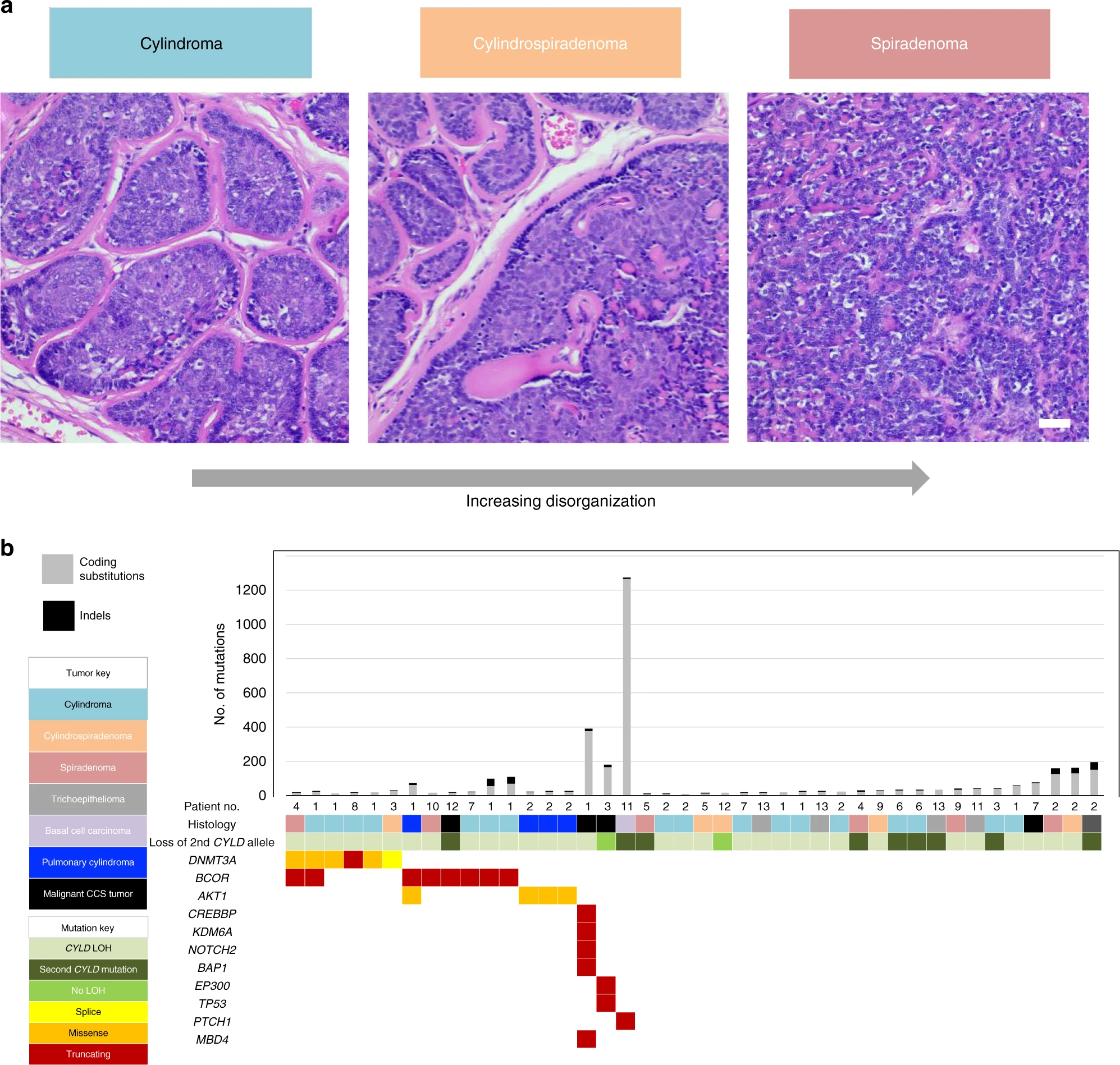 Breakthrough in Understanding Rare Genetic Skin Condition