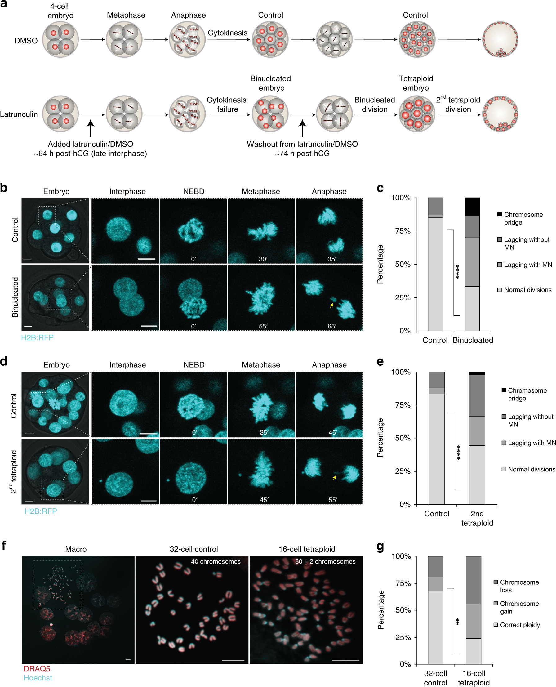Tetraploidy Causes Chromosomal Instability In Acentriolar Mouse Embryos Nature Munications
