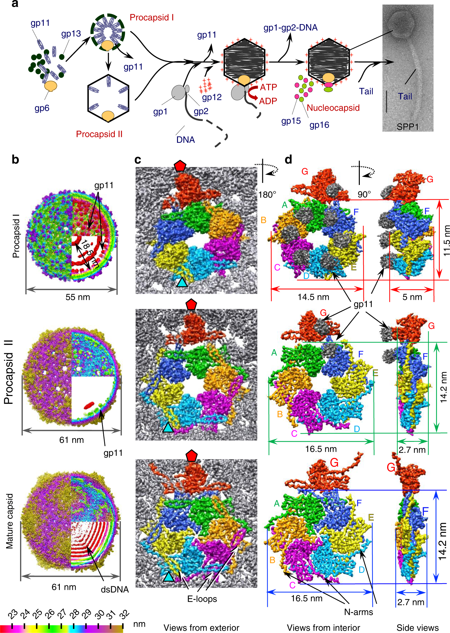 Structural Transitions During The Scaffolding Driven Assembly Of A Viral Capsid Nature Communications