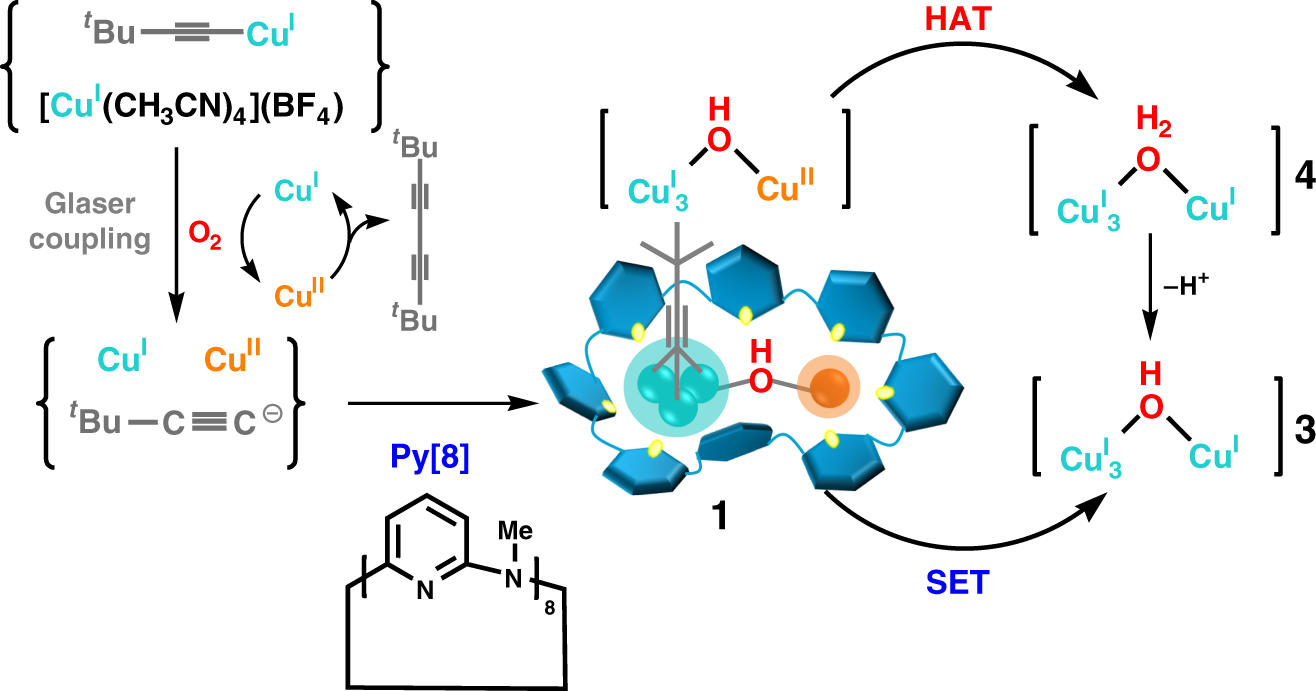 Reactivity of Dioxygen−Copper Systems