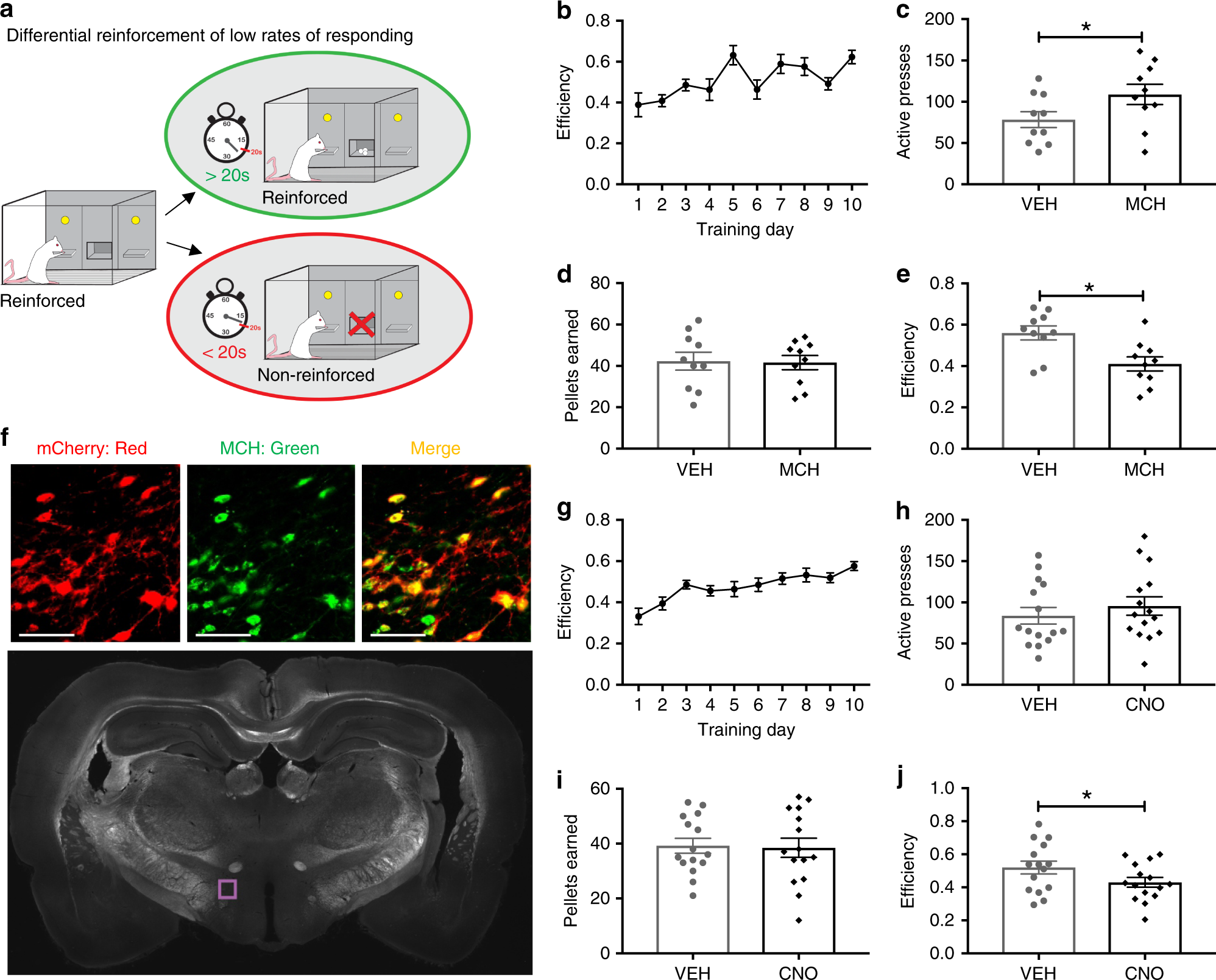 Hypothalamus-hippocampus circuitry regulates impulsivity via  melanin-concentrating hormone | Nature Communications