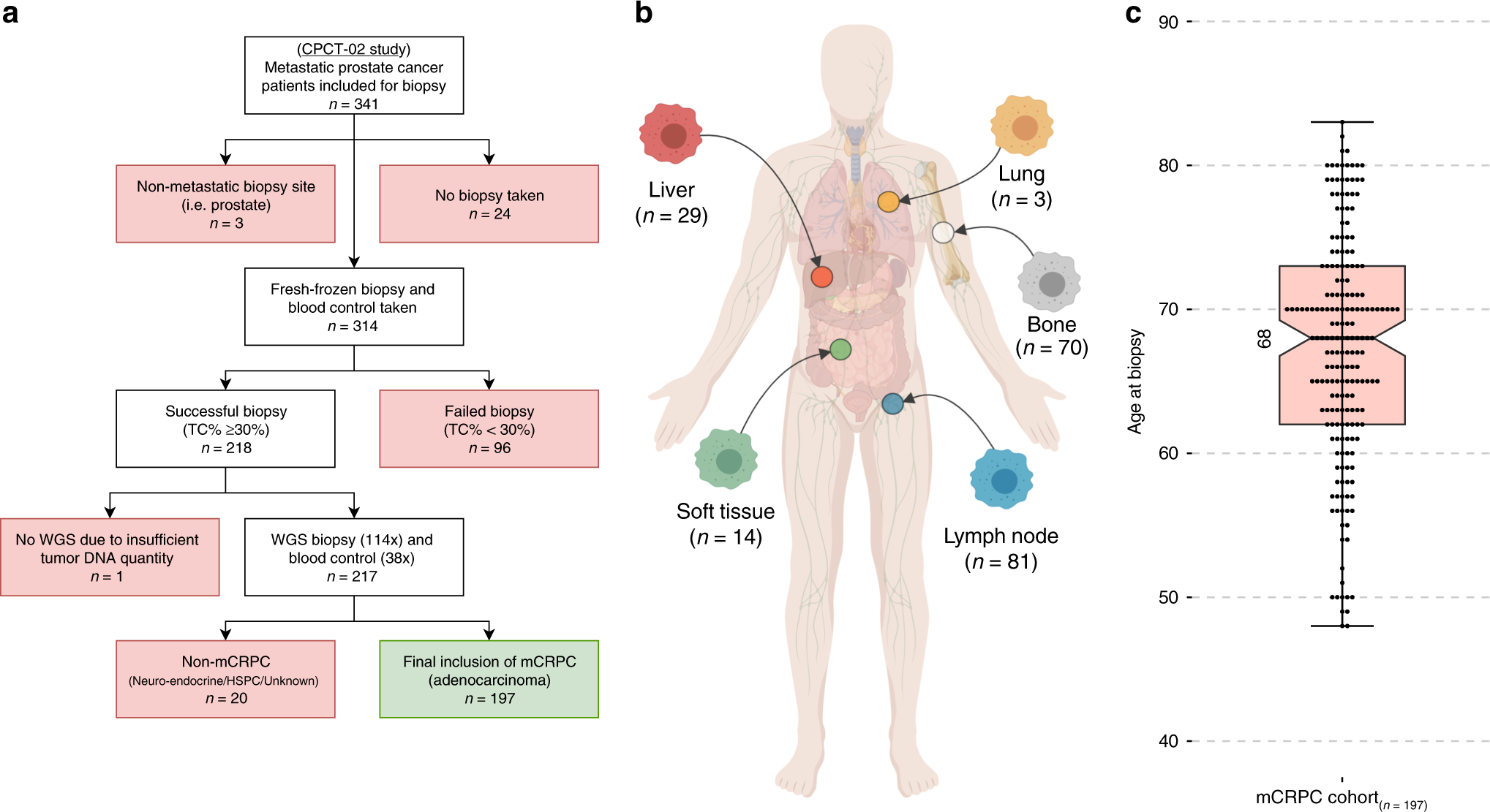 prostate cancer review nature