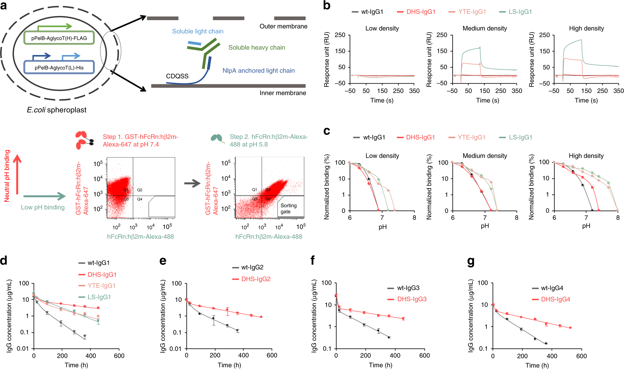 An engineered human Fc domain that behaves like a pH-toggle switch ...