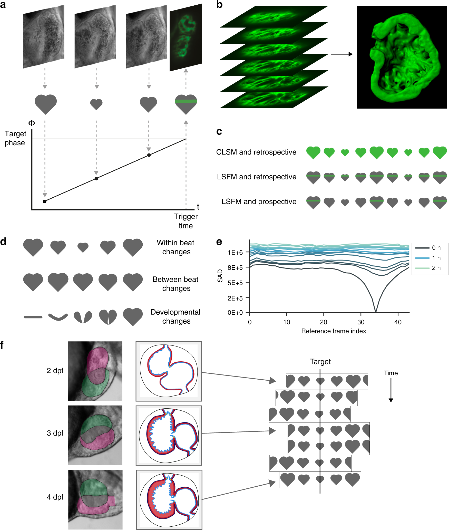 Adaptive prospective optical gating enables day-long 3D time-lapse imaging  of the beating embryonic zebrafish heart | Nature Communications